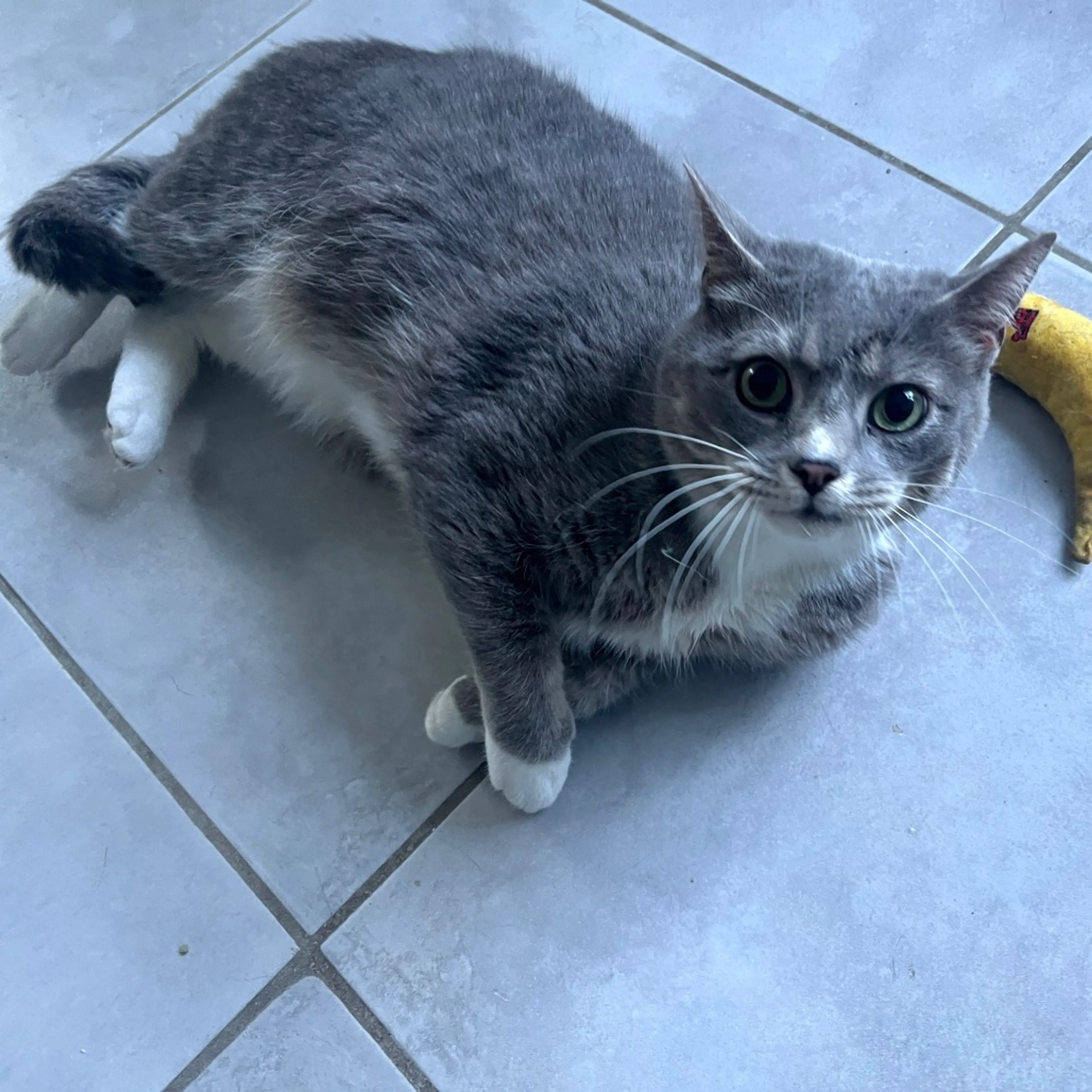 Found pet-1