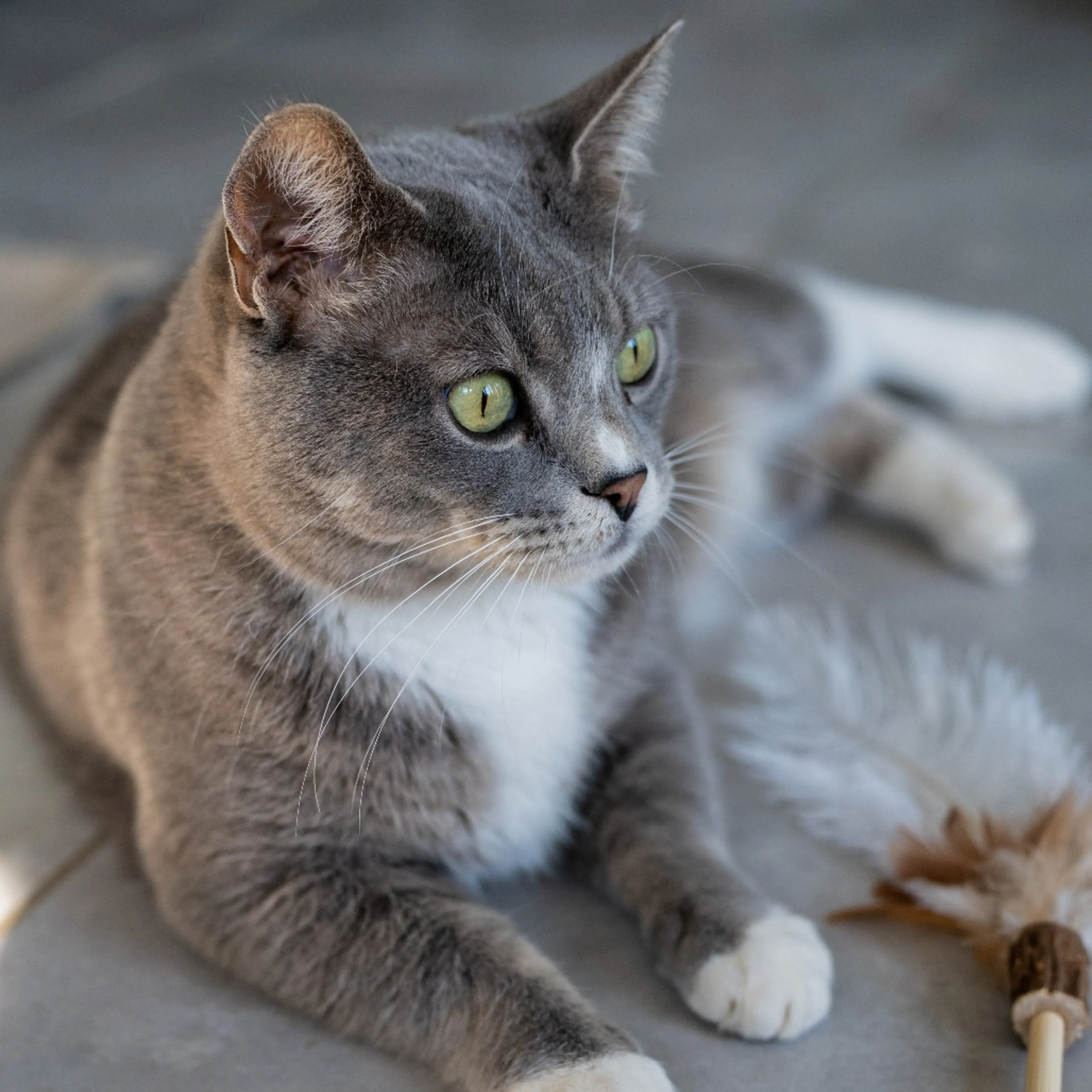 Found pet-5