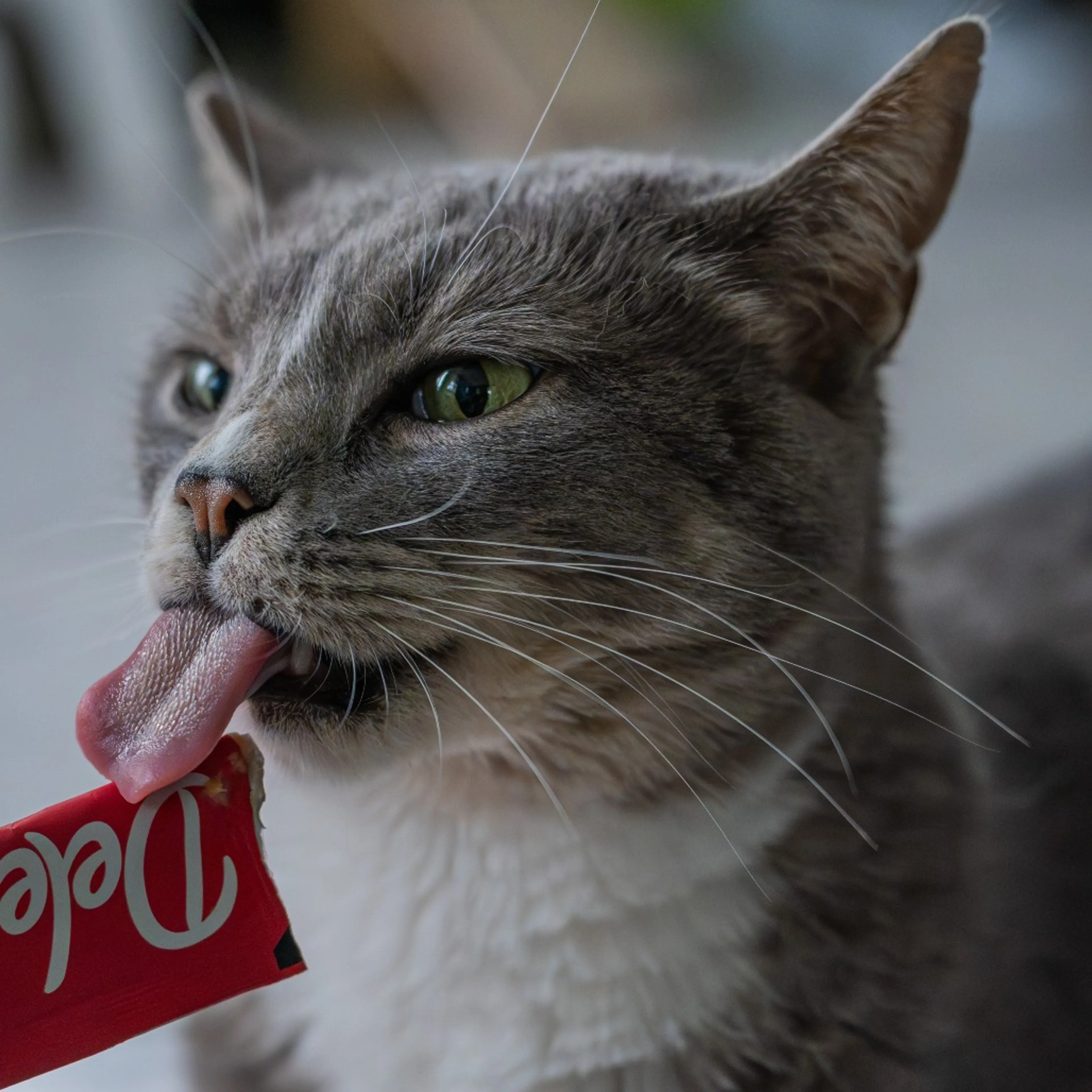 Found pet-10