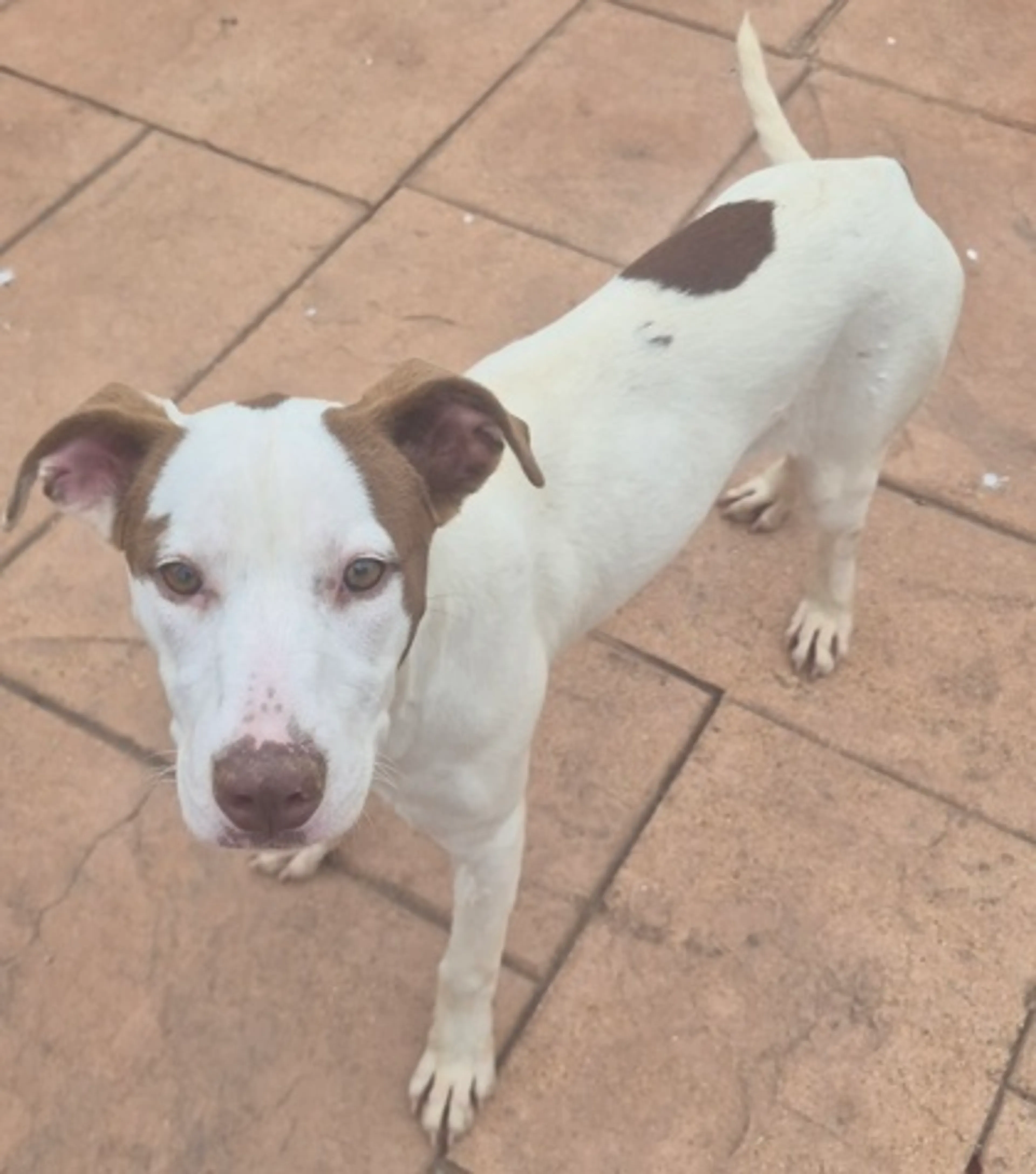 Found pet-1