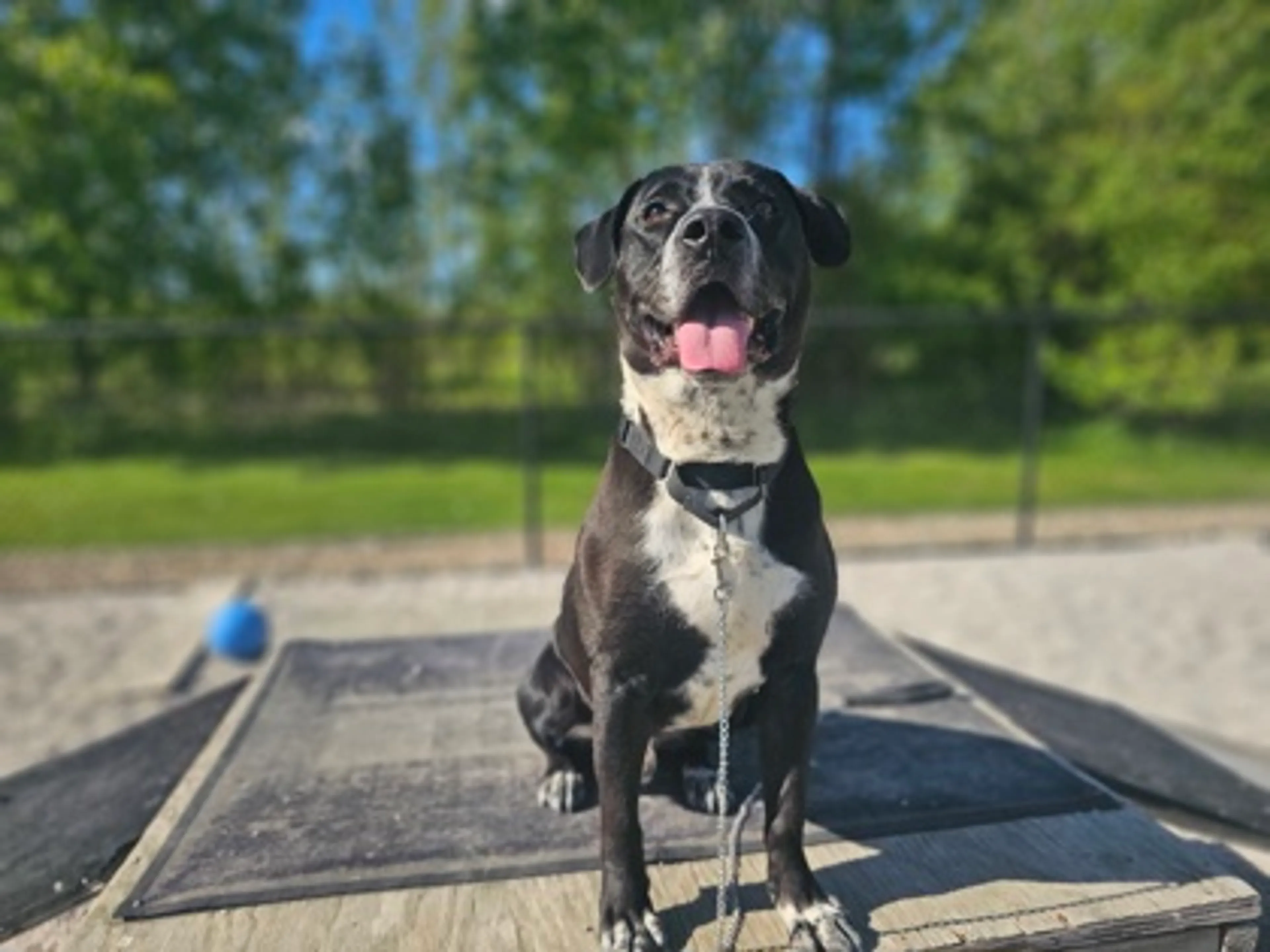 Found pet-2
