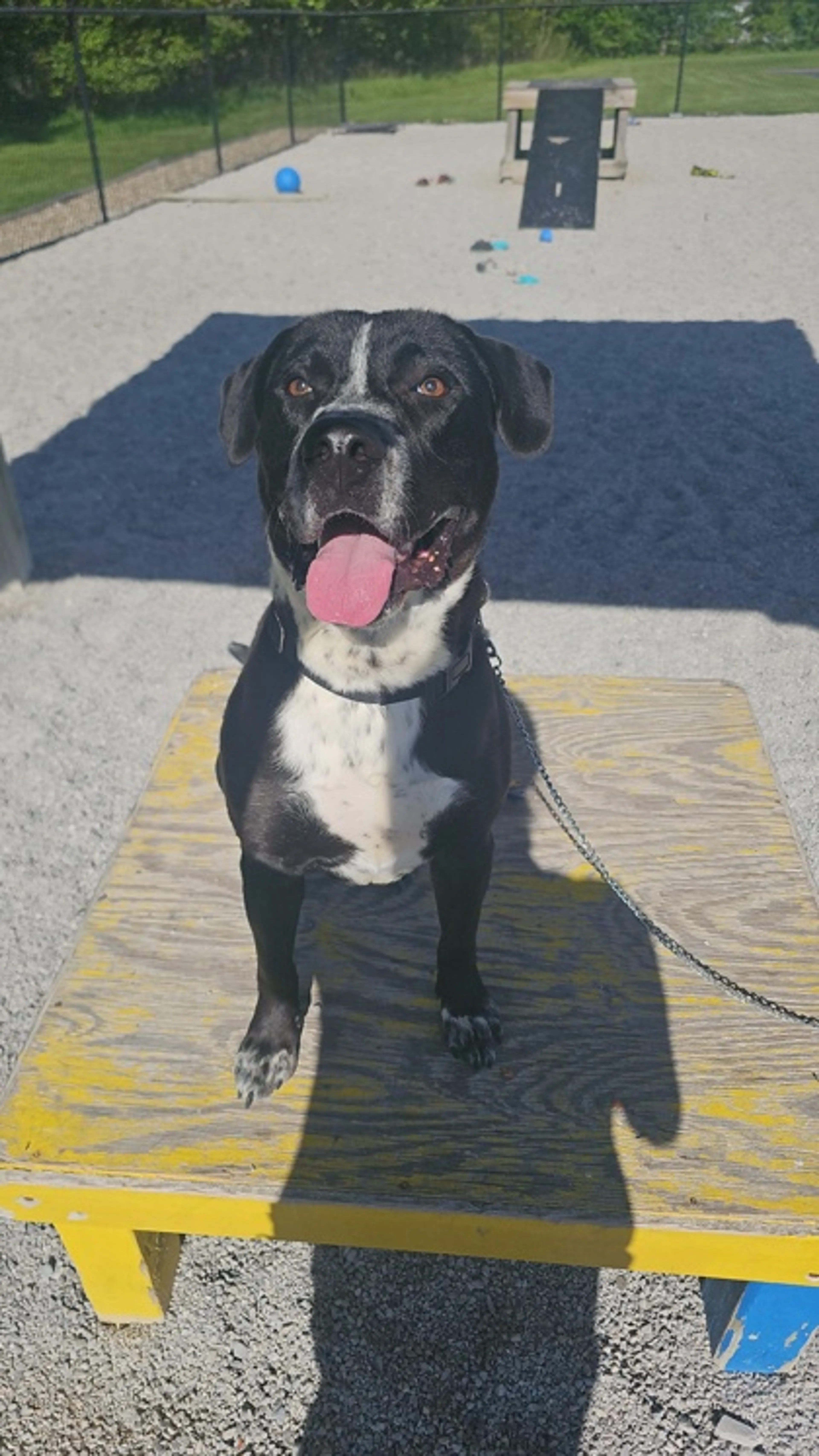Found pet-1