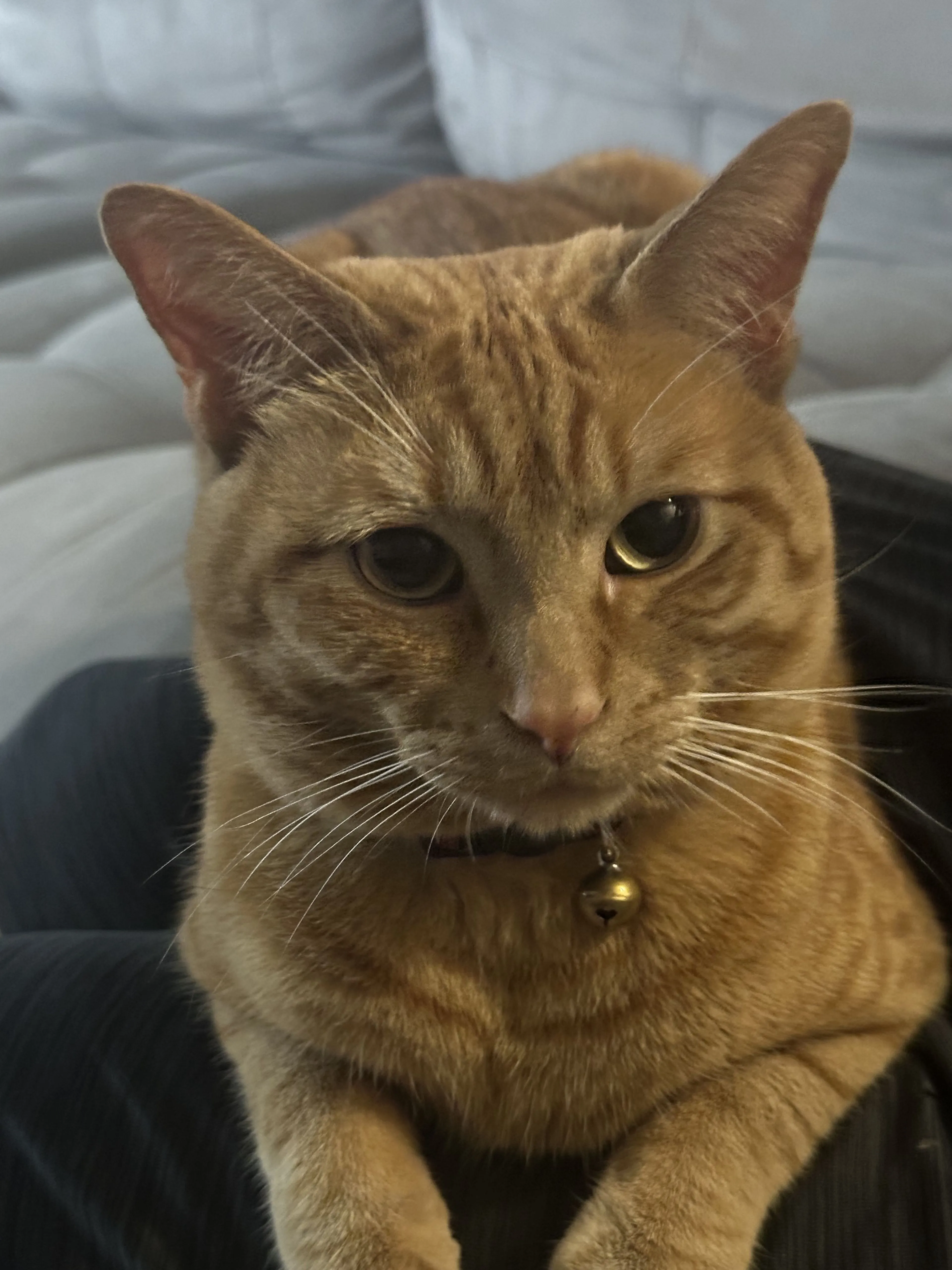 Lost pet-1