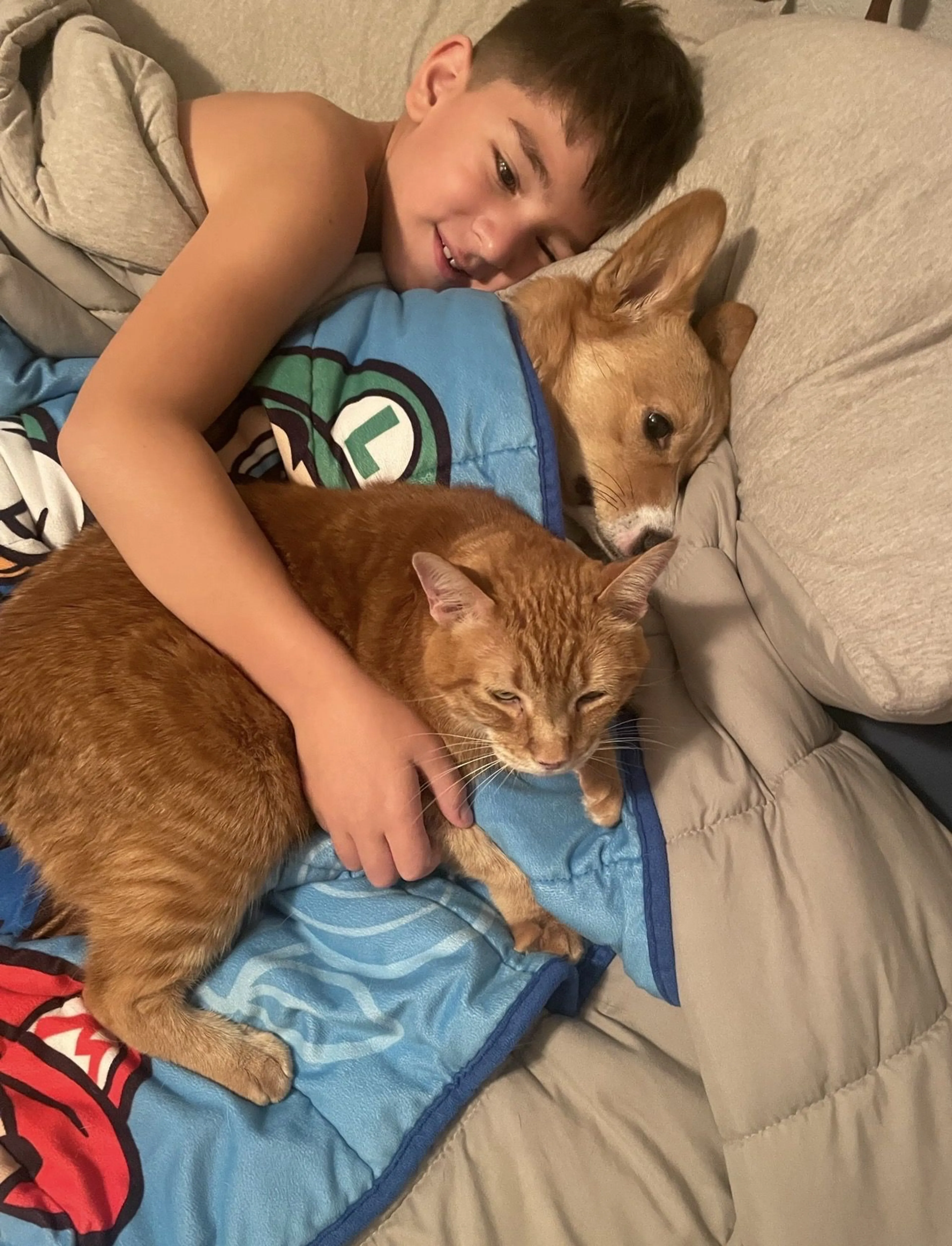 Lost pet-3