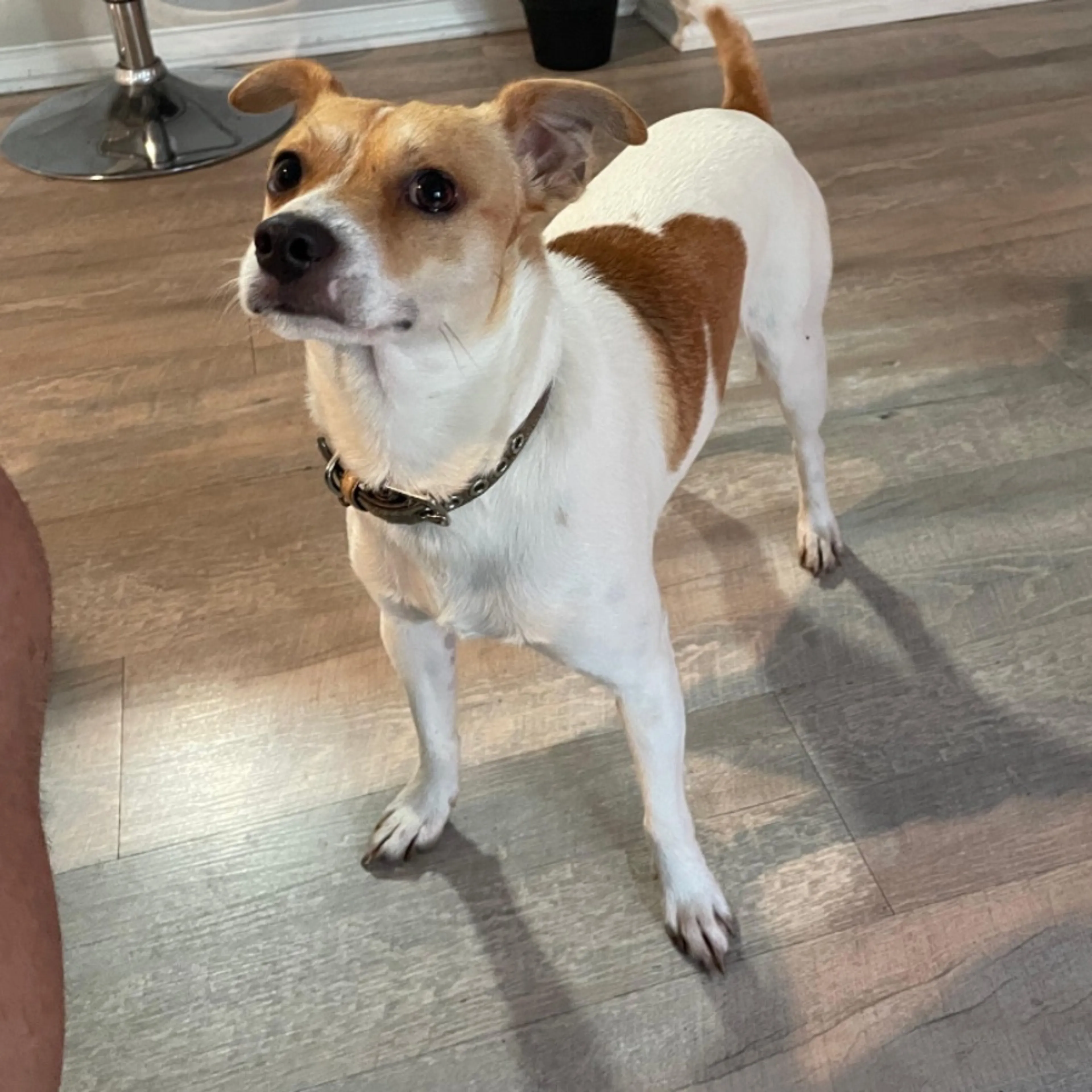 Found pet-0