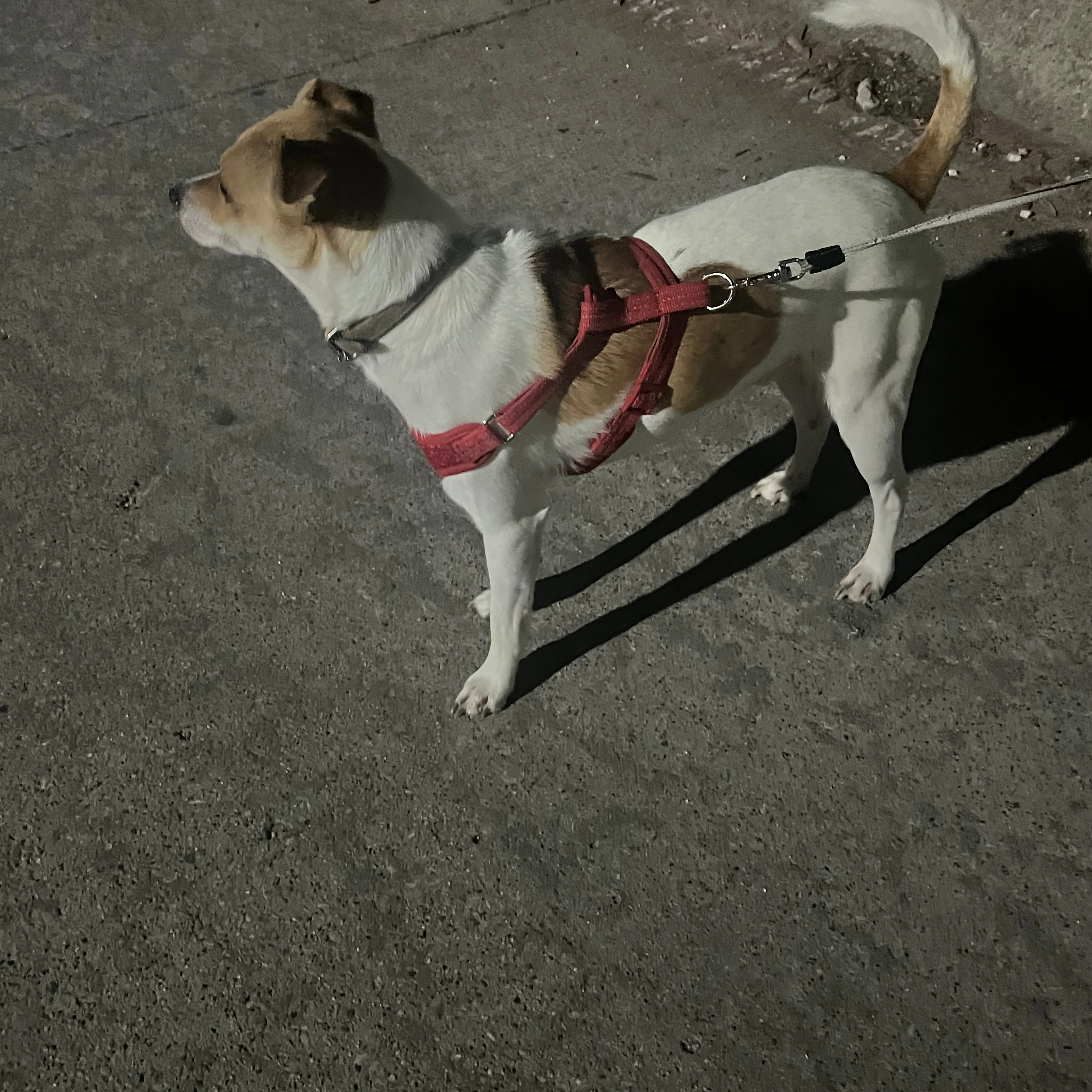 Found pet-1