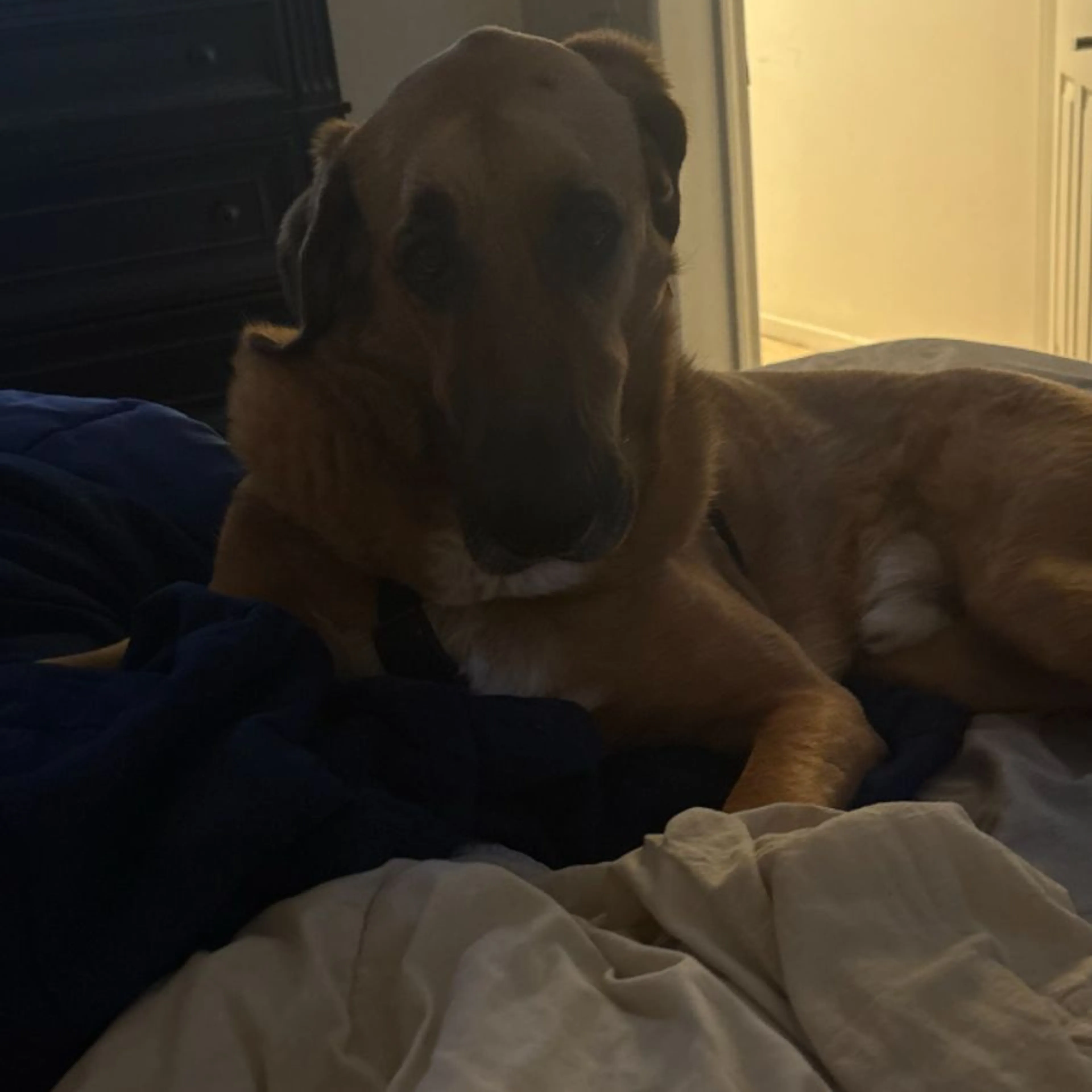 Lost pet