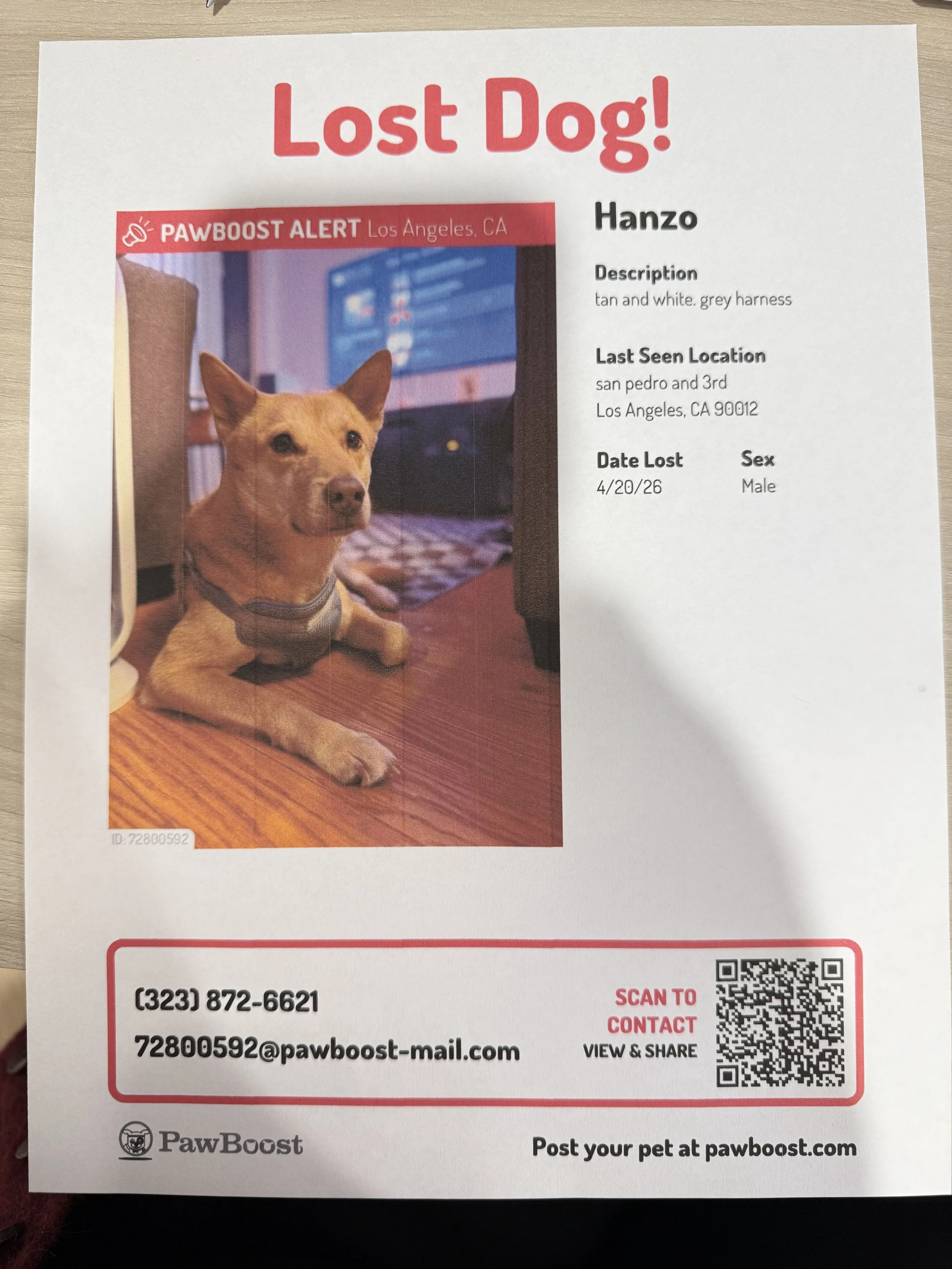 Lost pet