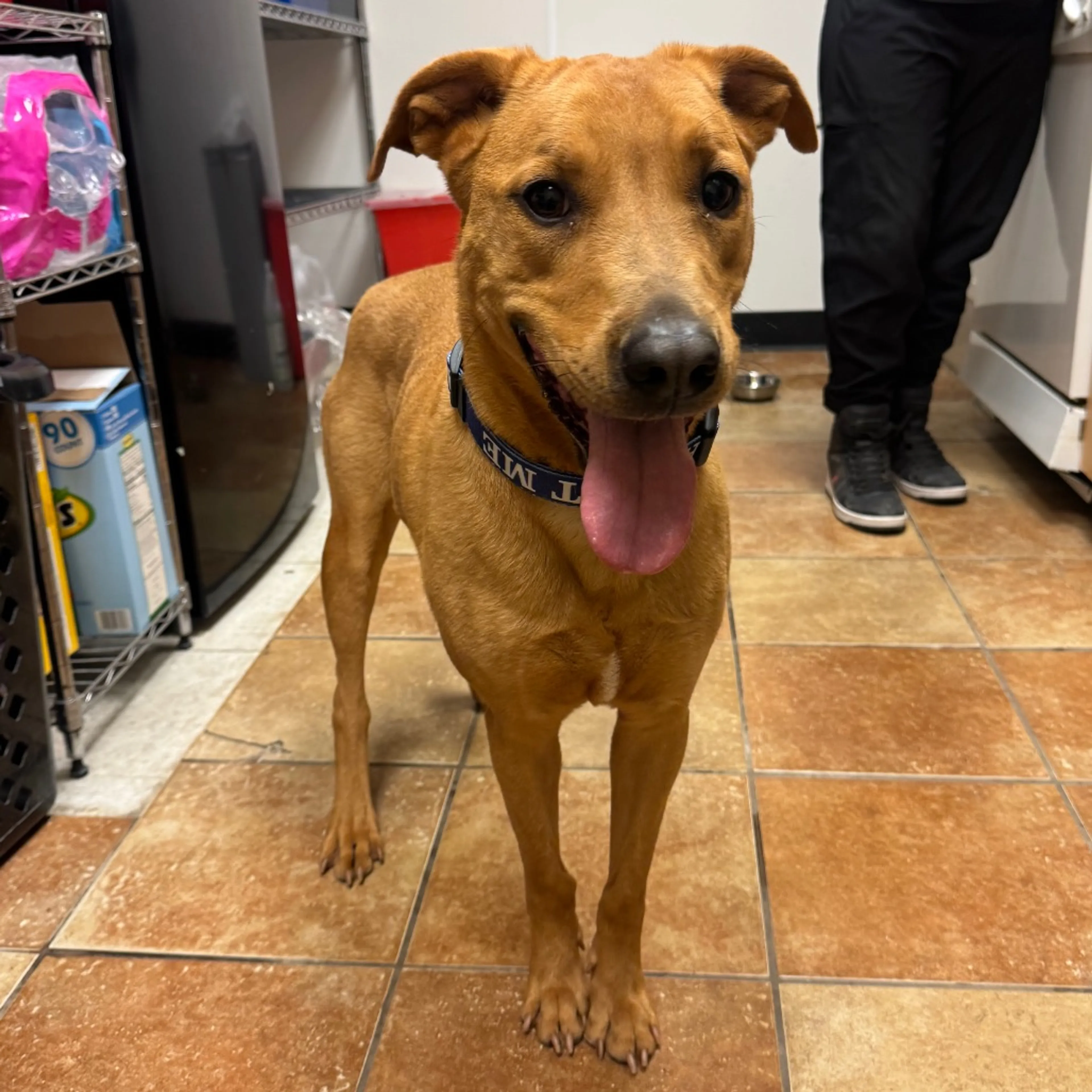 Found pet