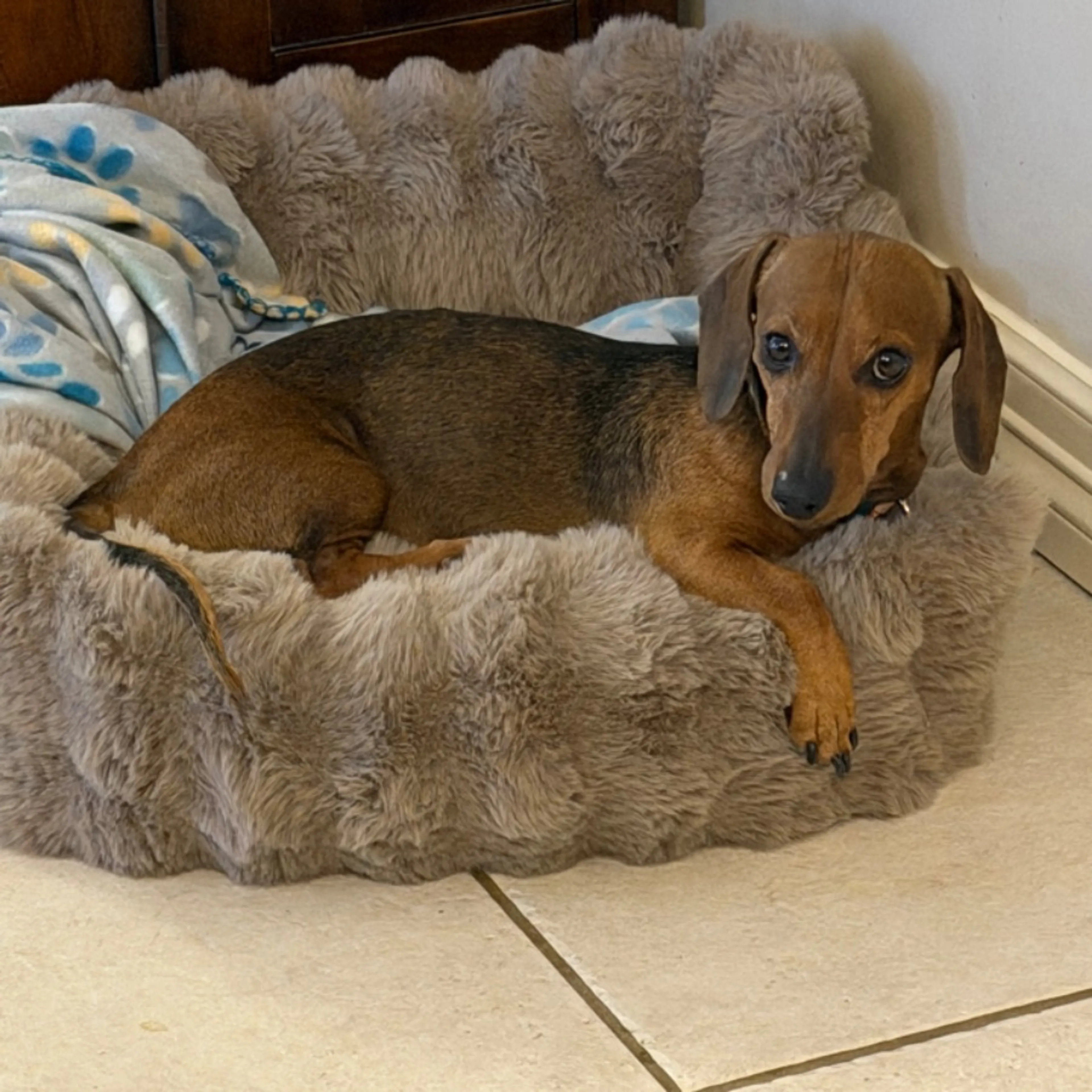 Lost pet