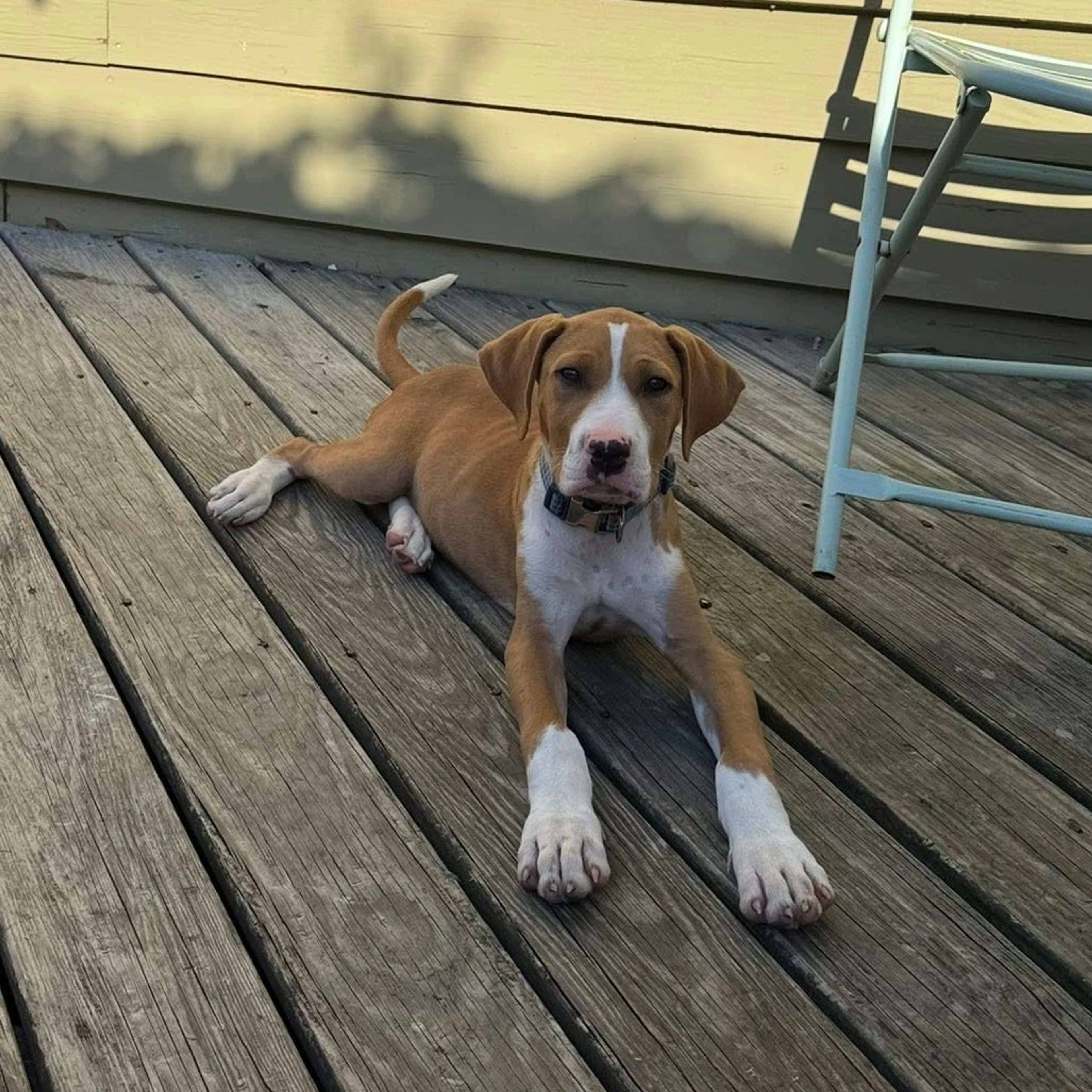 Found pet-5
