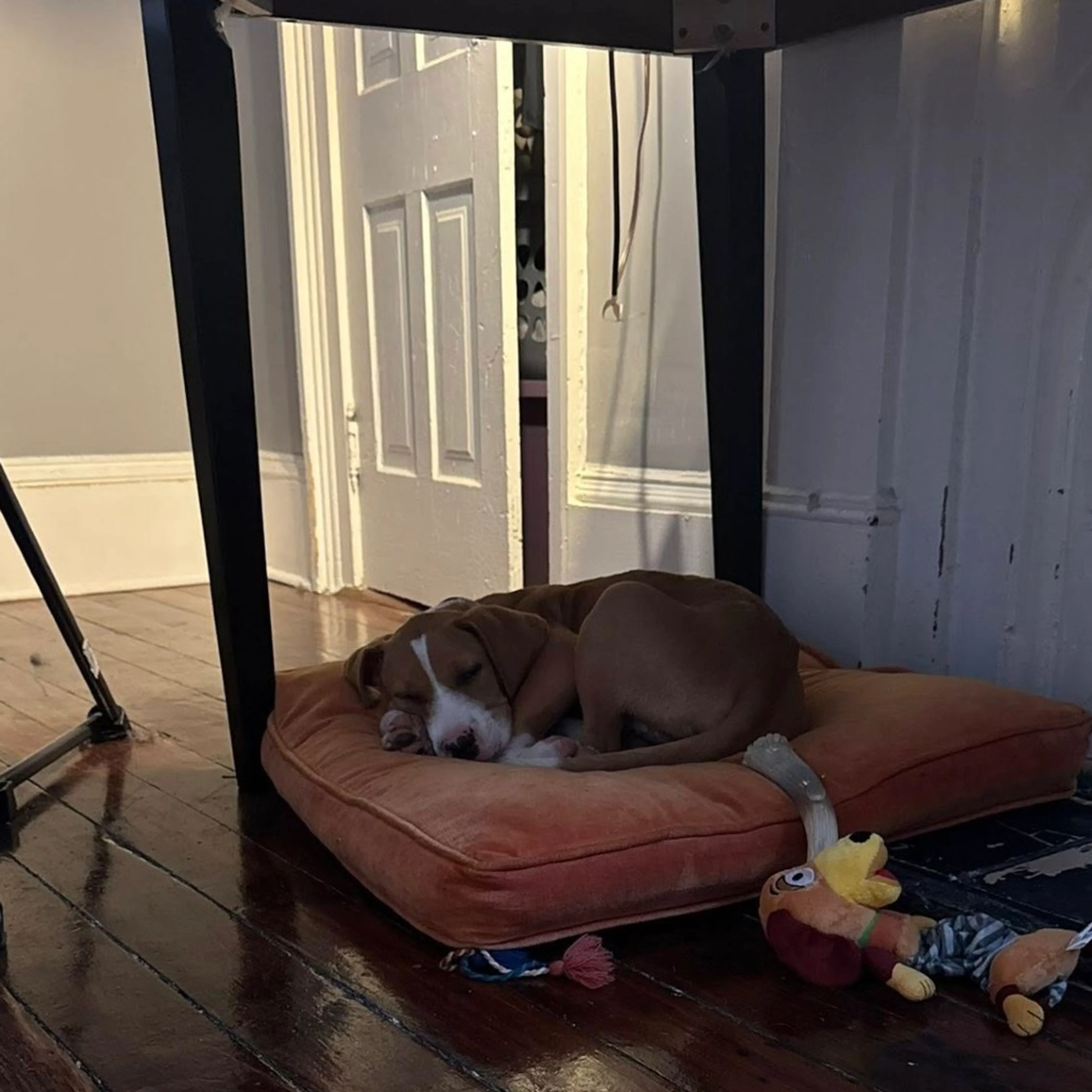 Found pet-8