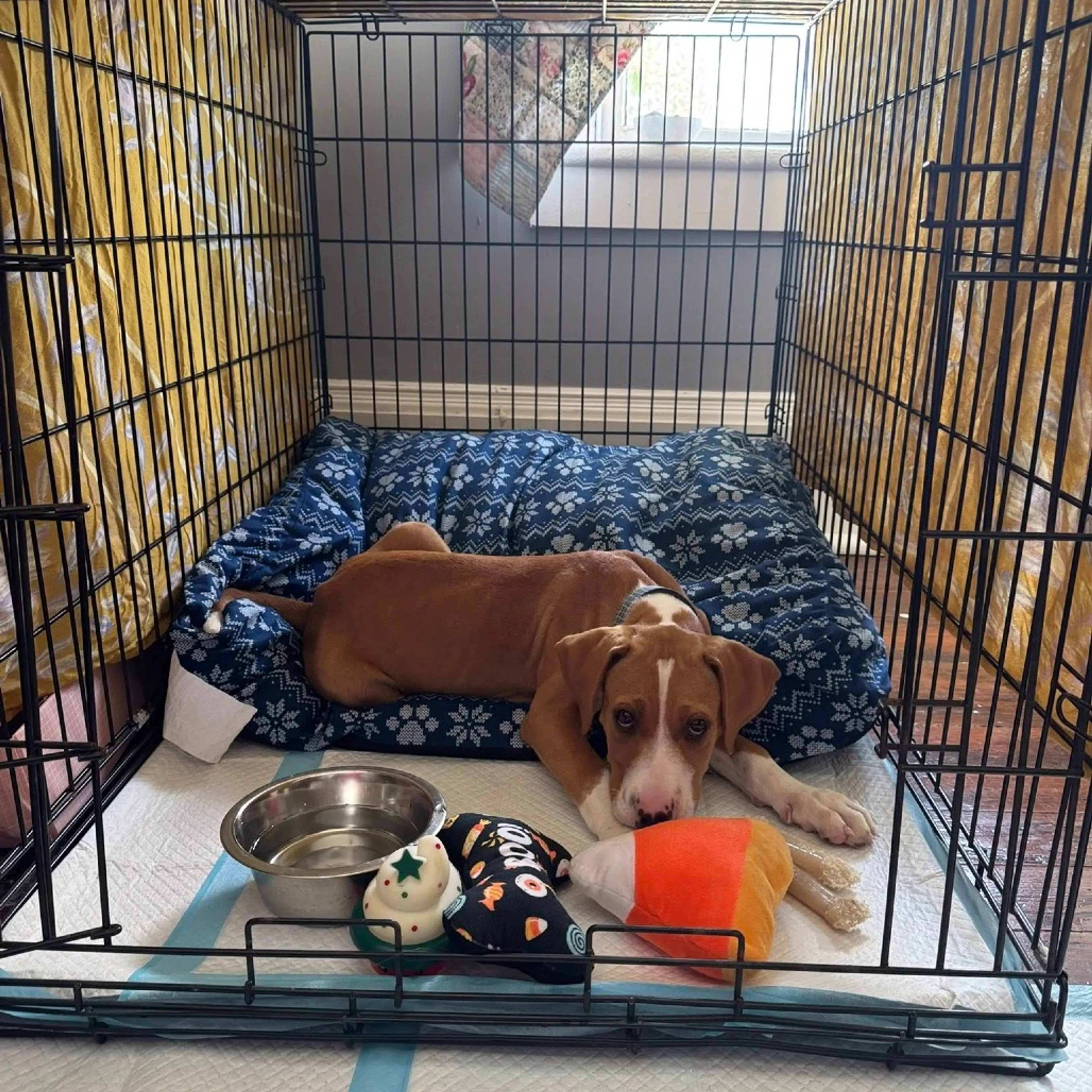 Found pet-6