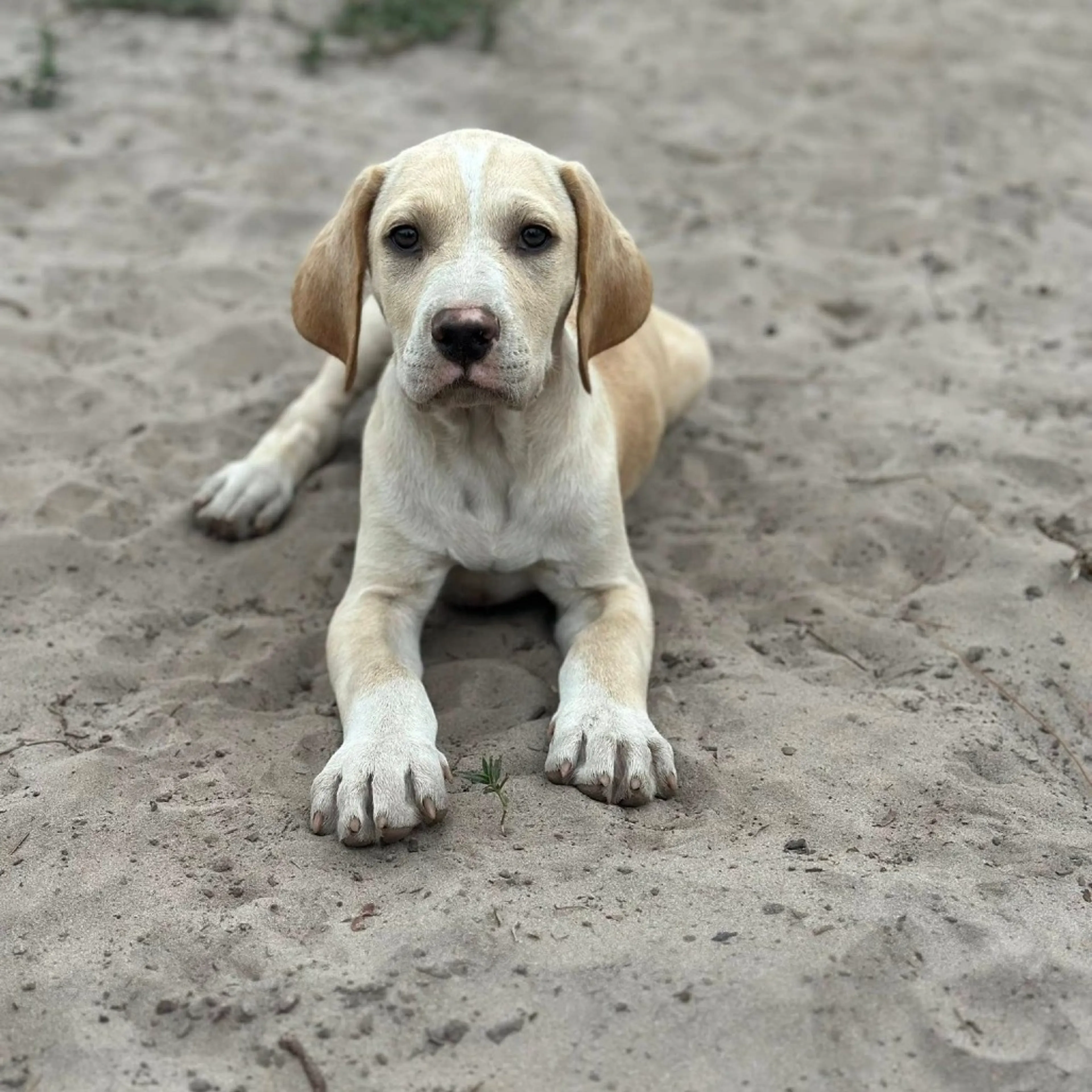 Found pet-0