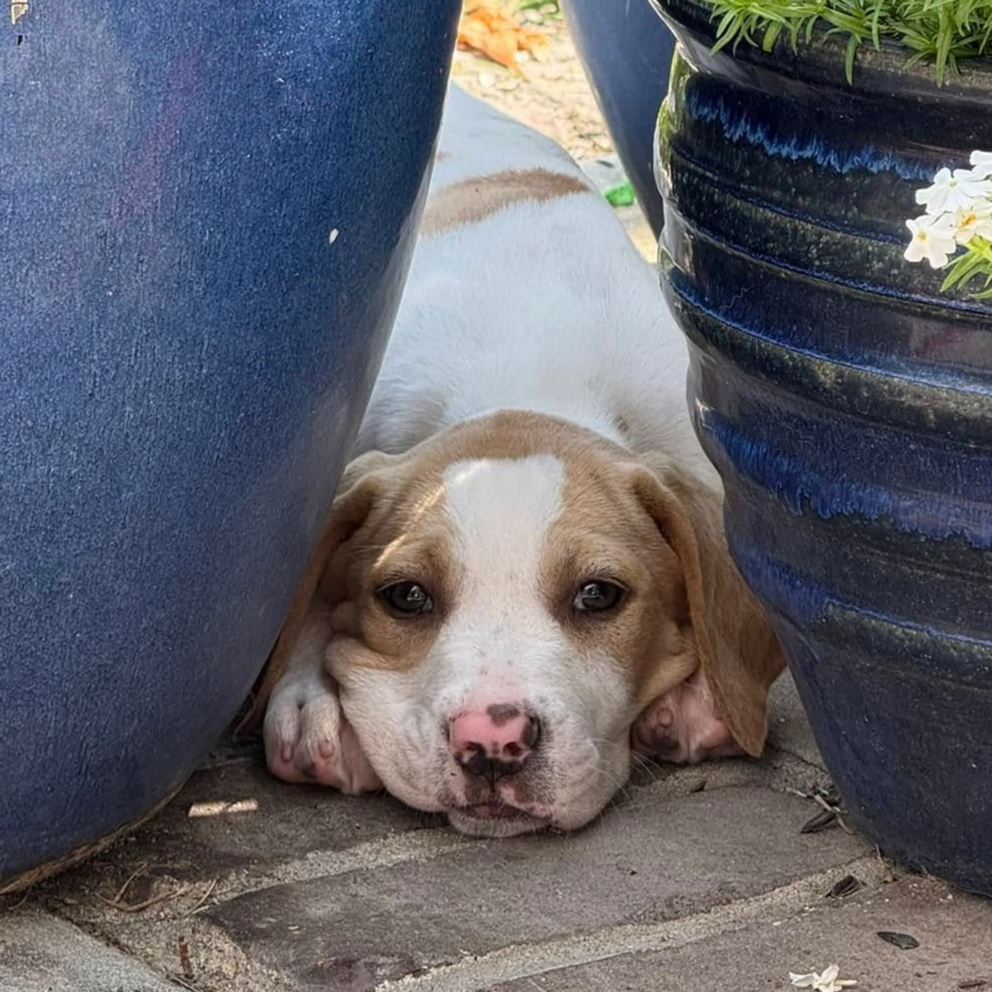Found pet-2