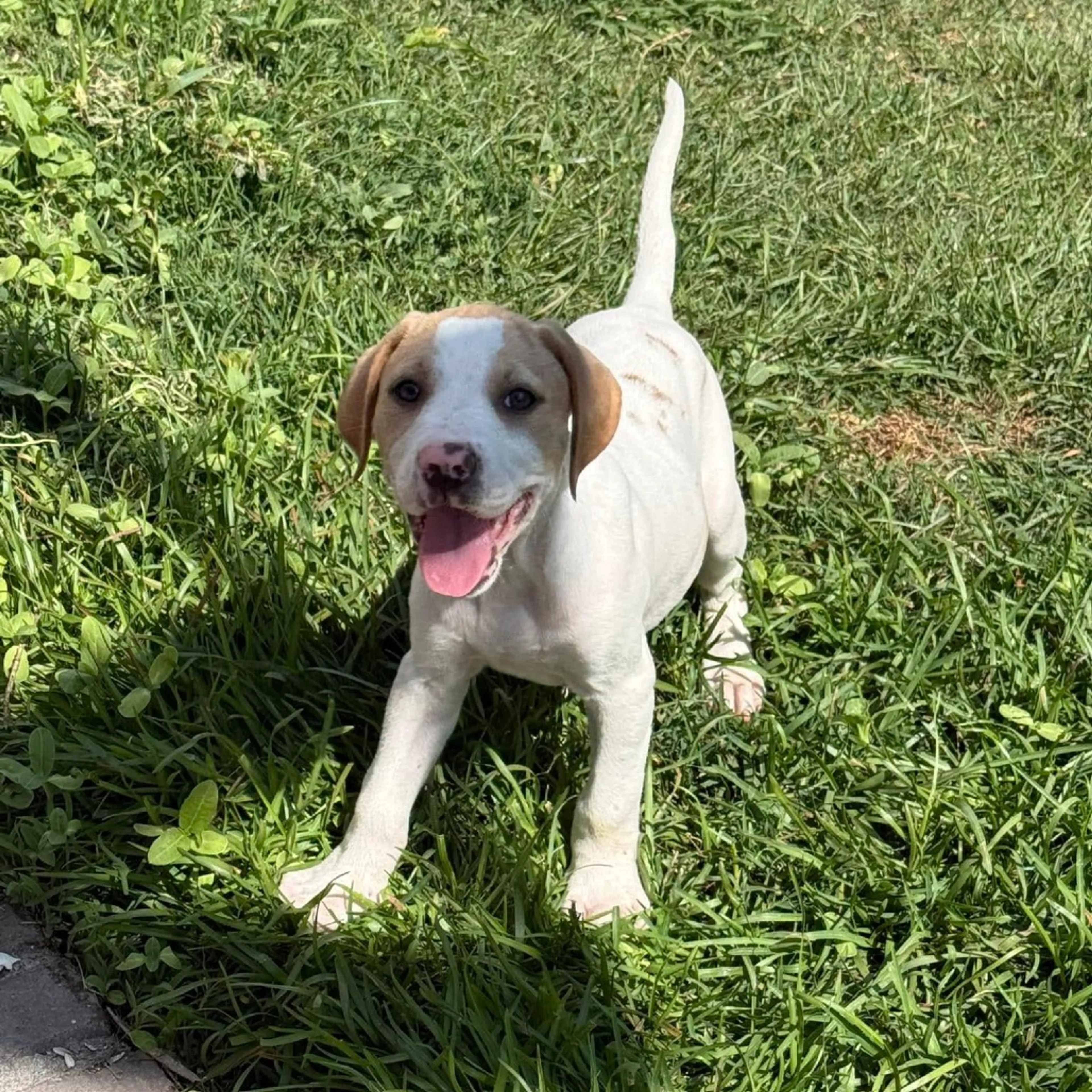 Found pet-1