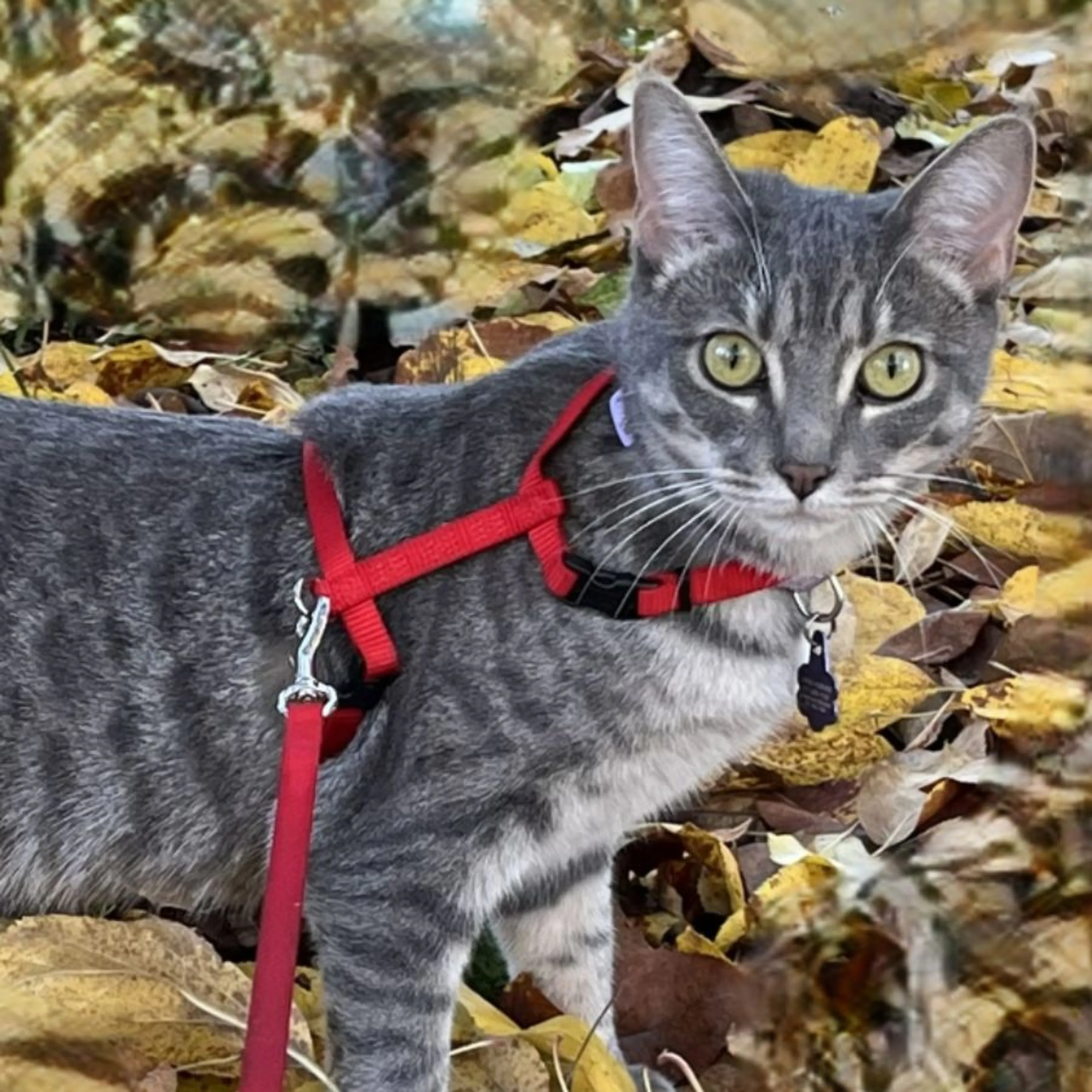 Lost pet-0