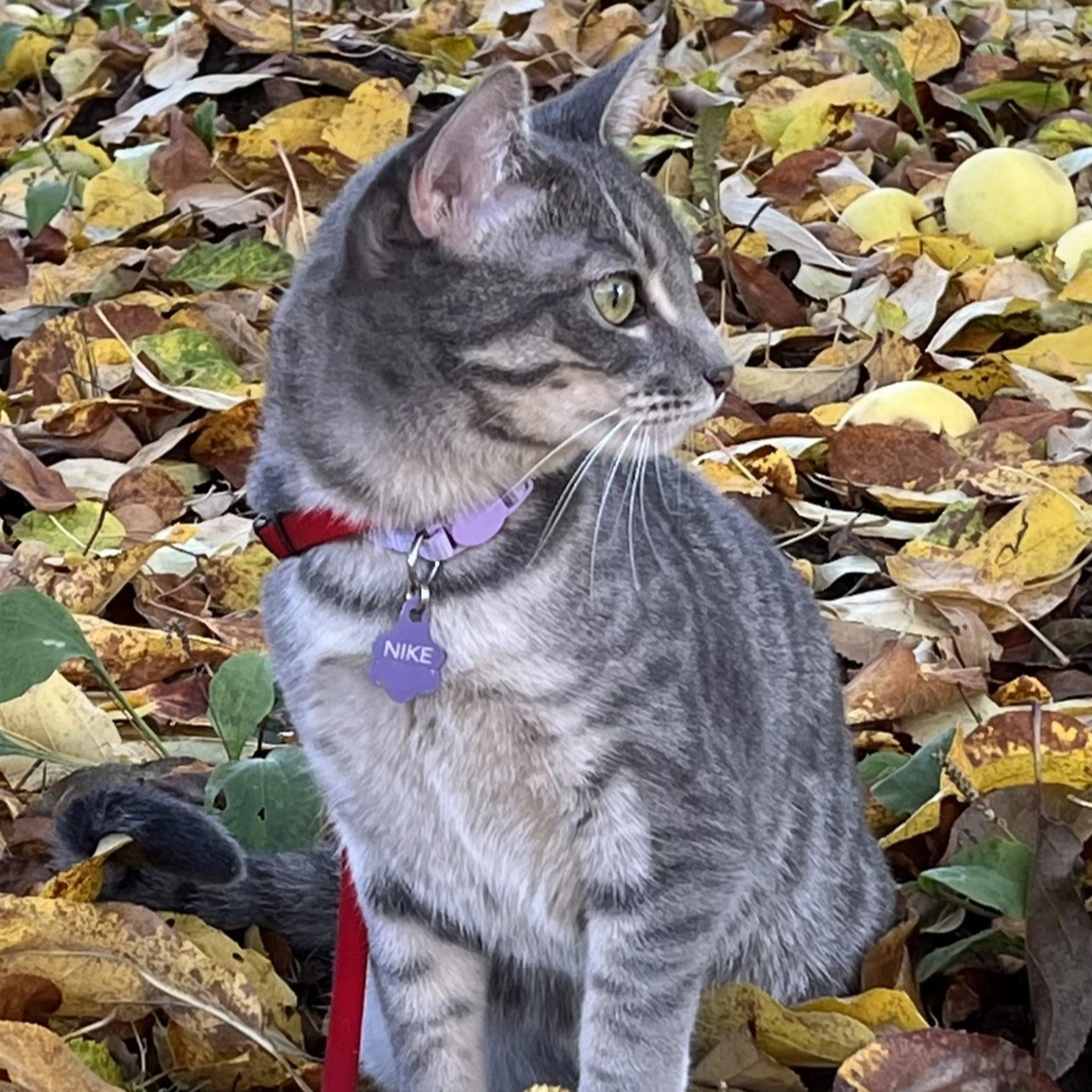 Lost pet-2
