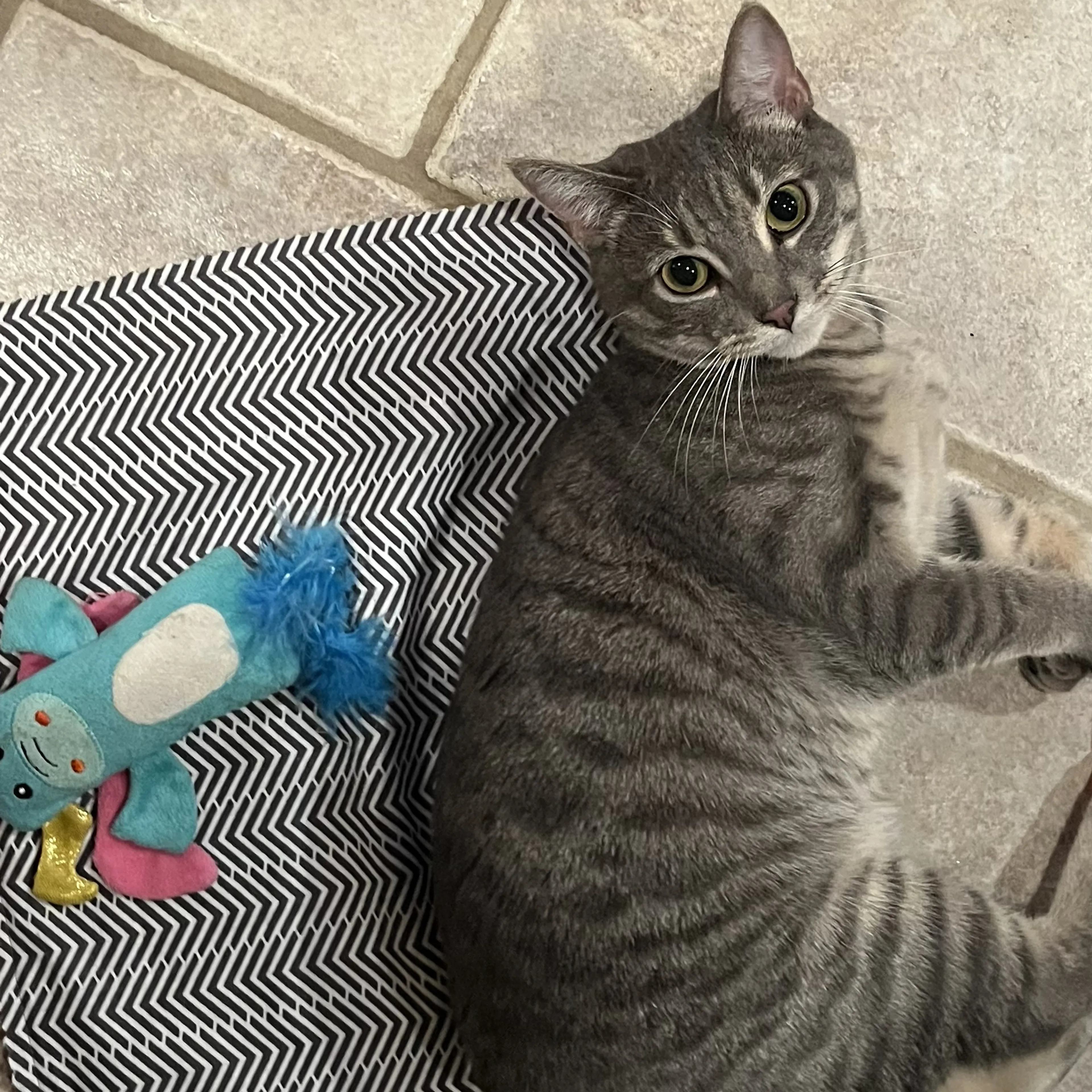 Lost pet-1
