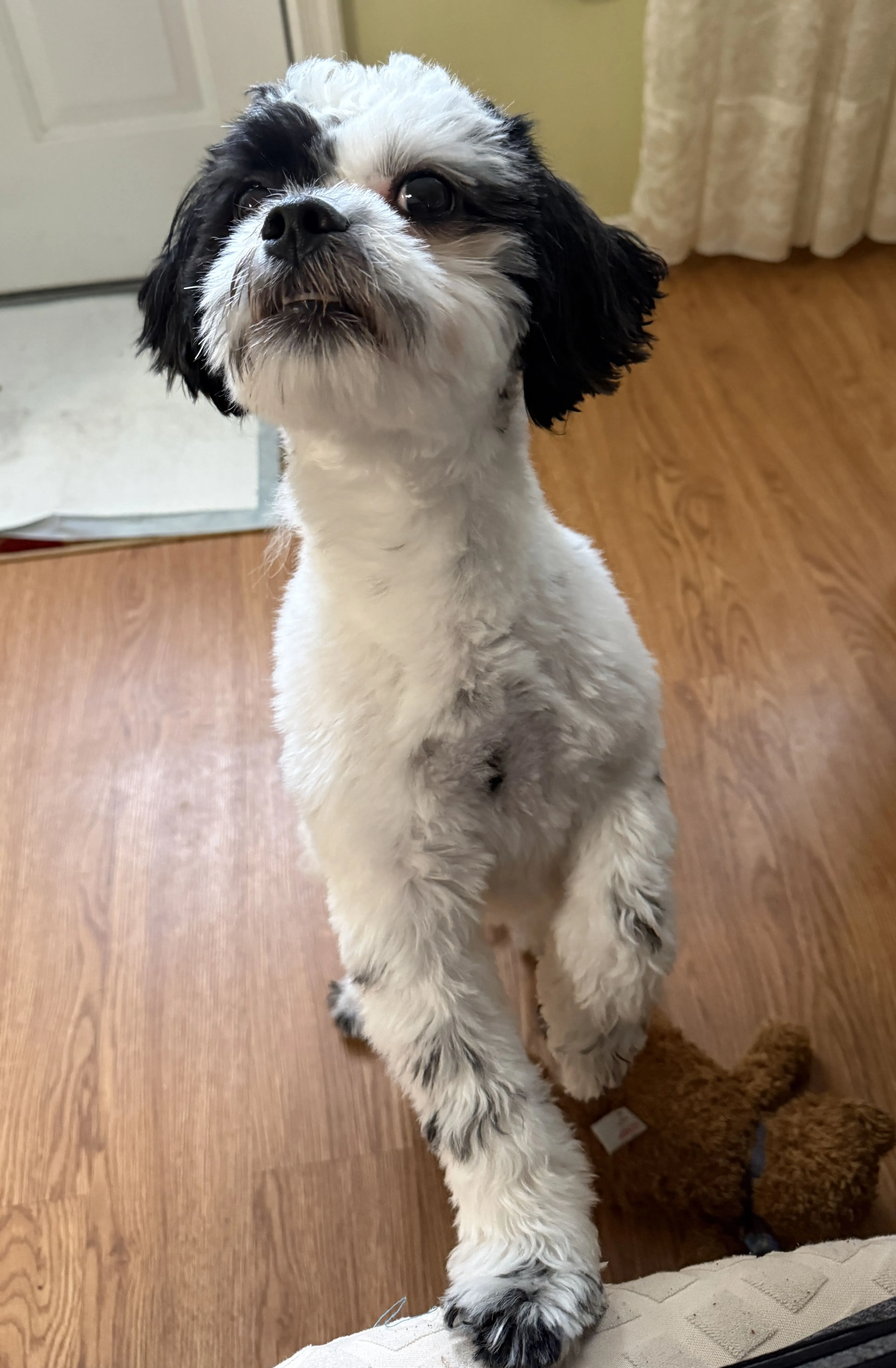 Lost pet