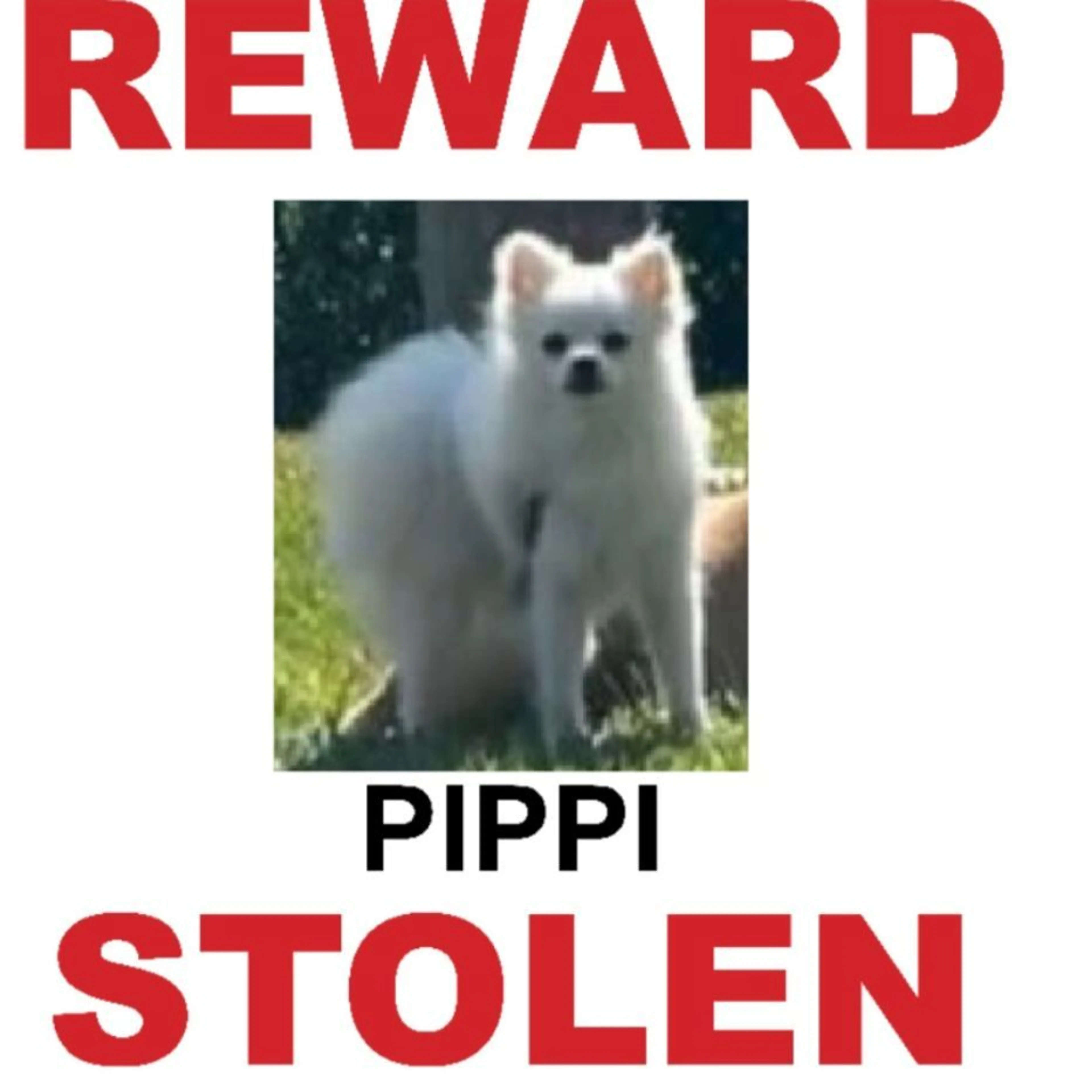 Lost pet