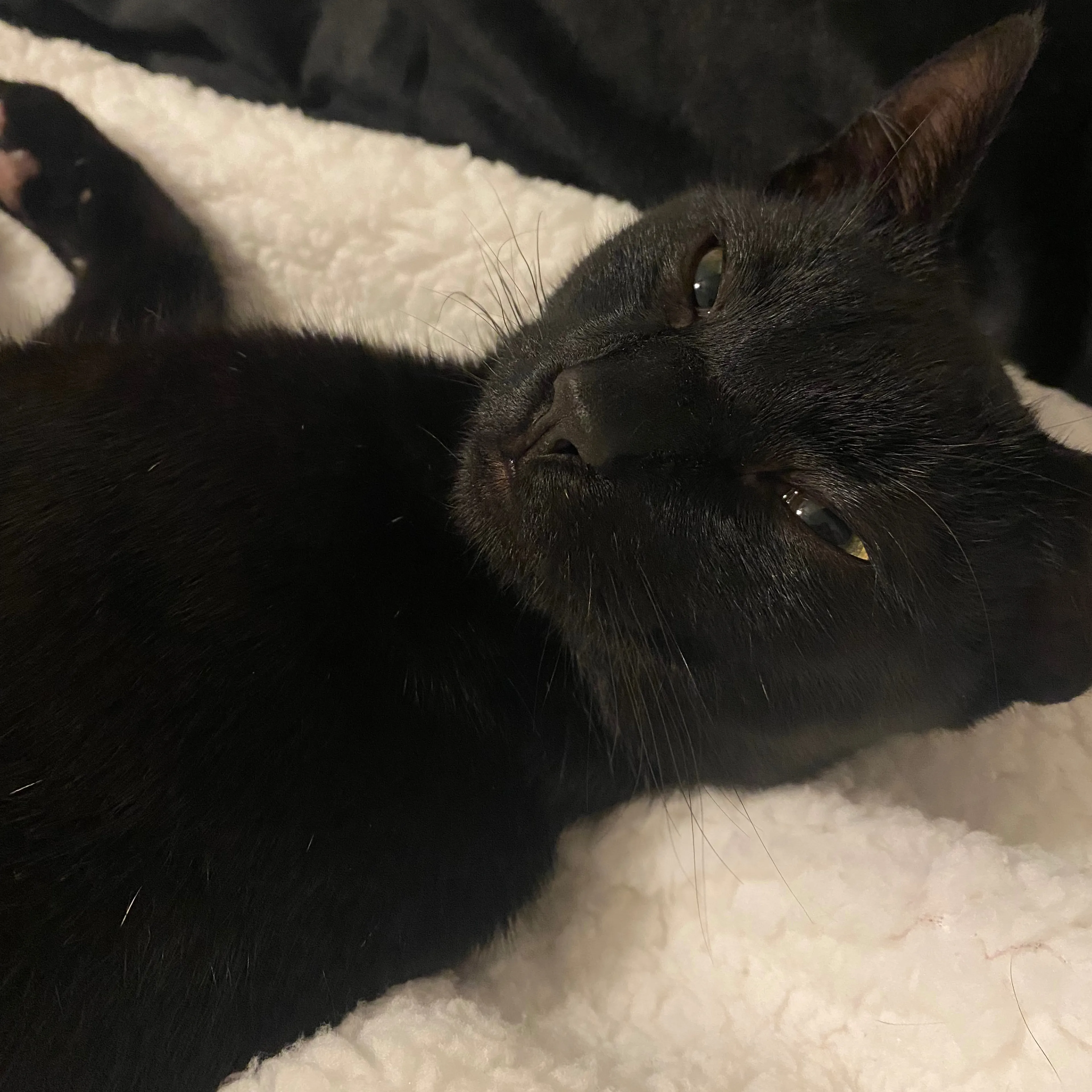 Lost pet-2