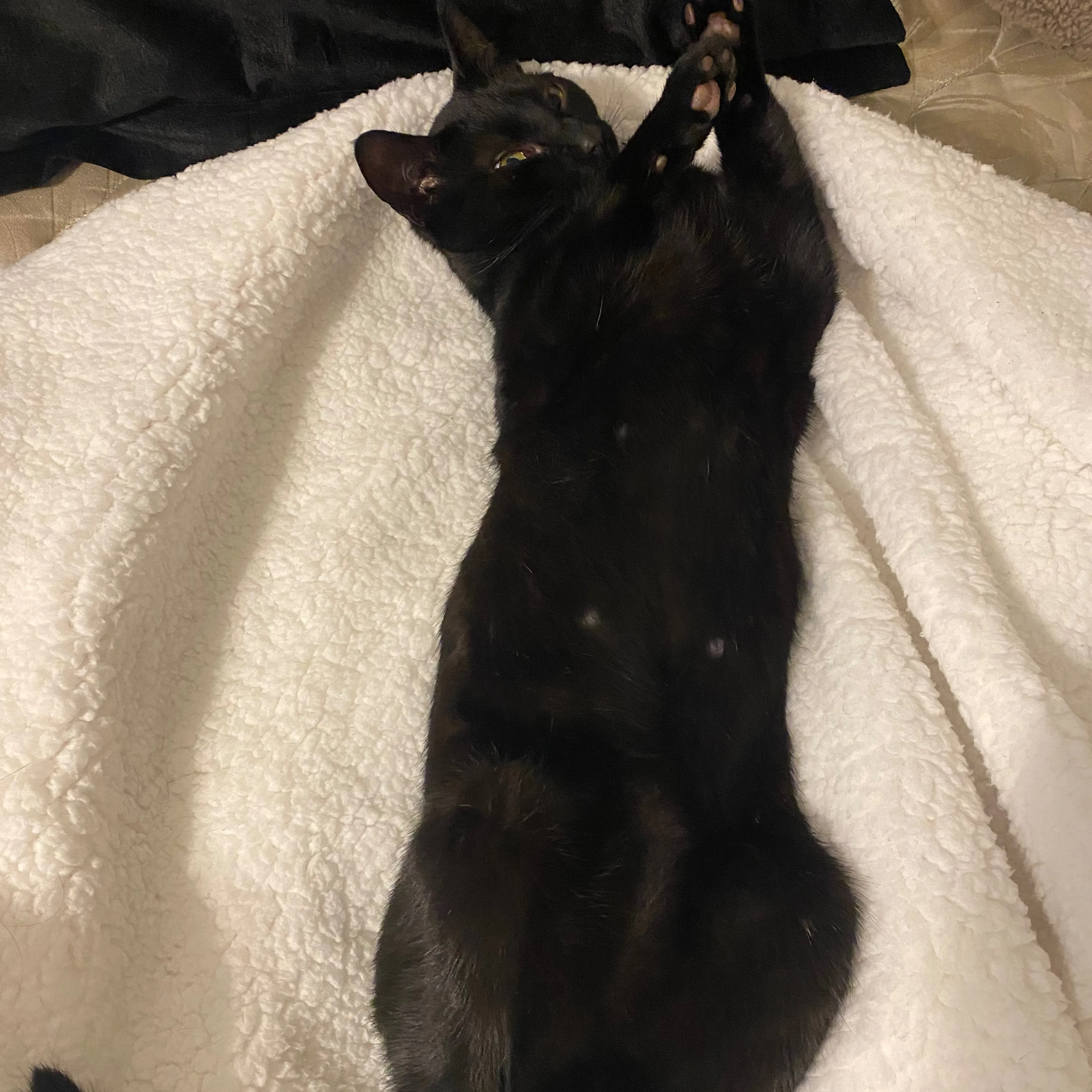 Lost pet-1