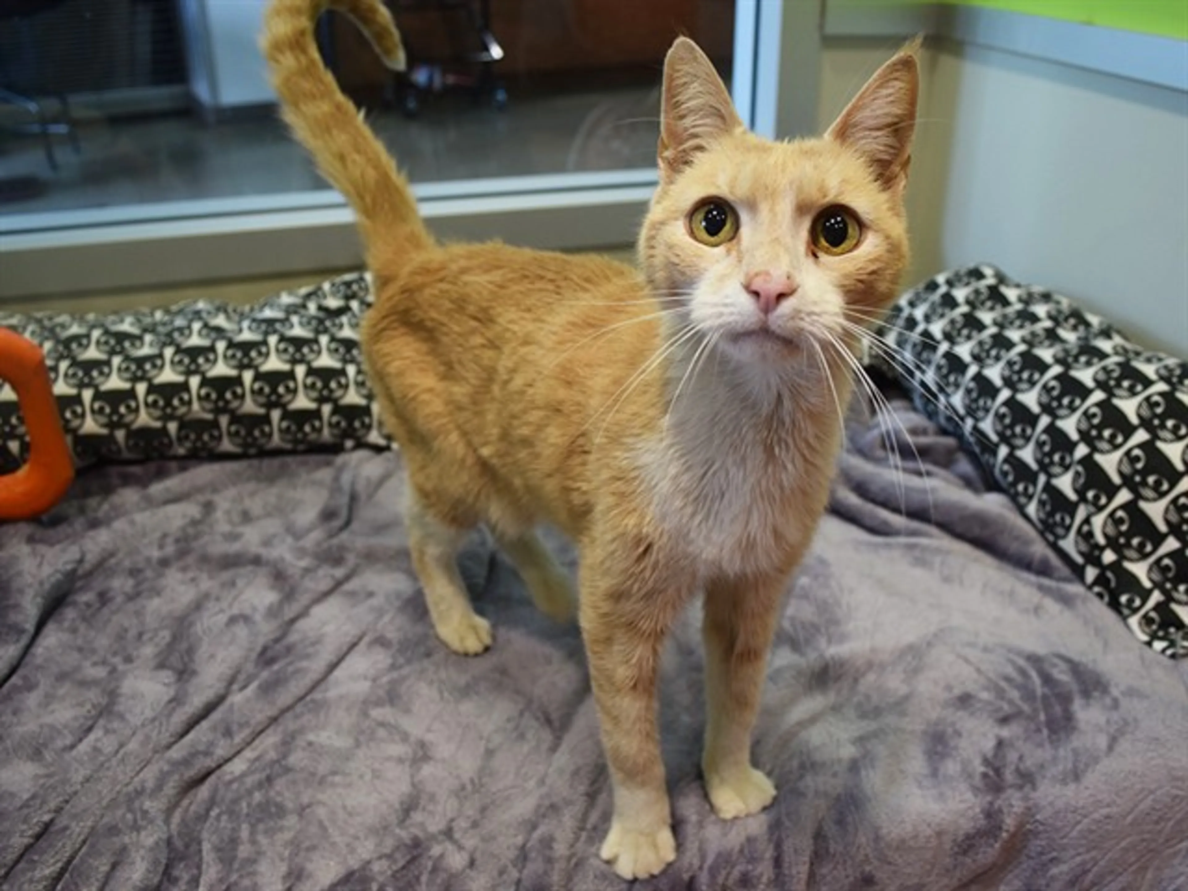 Found pet