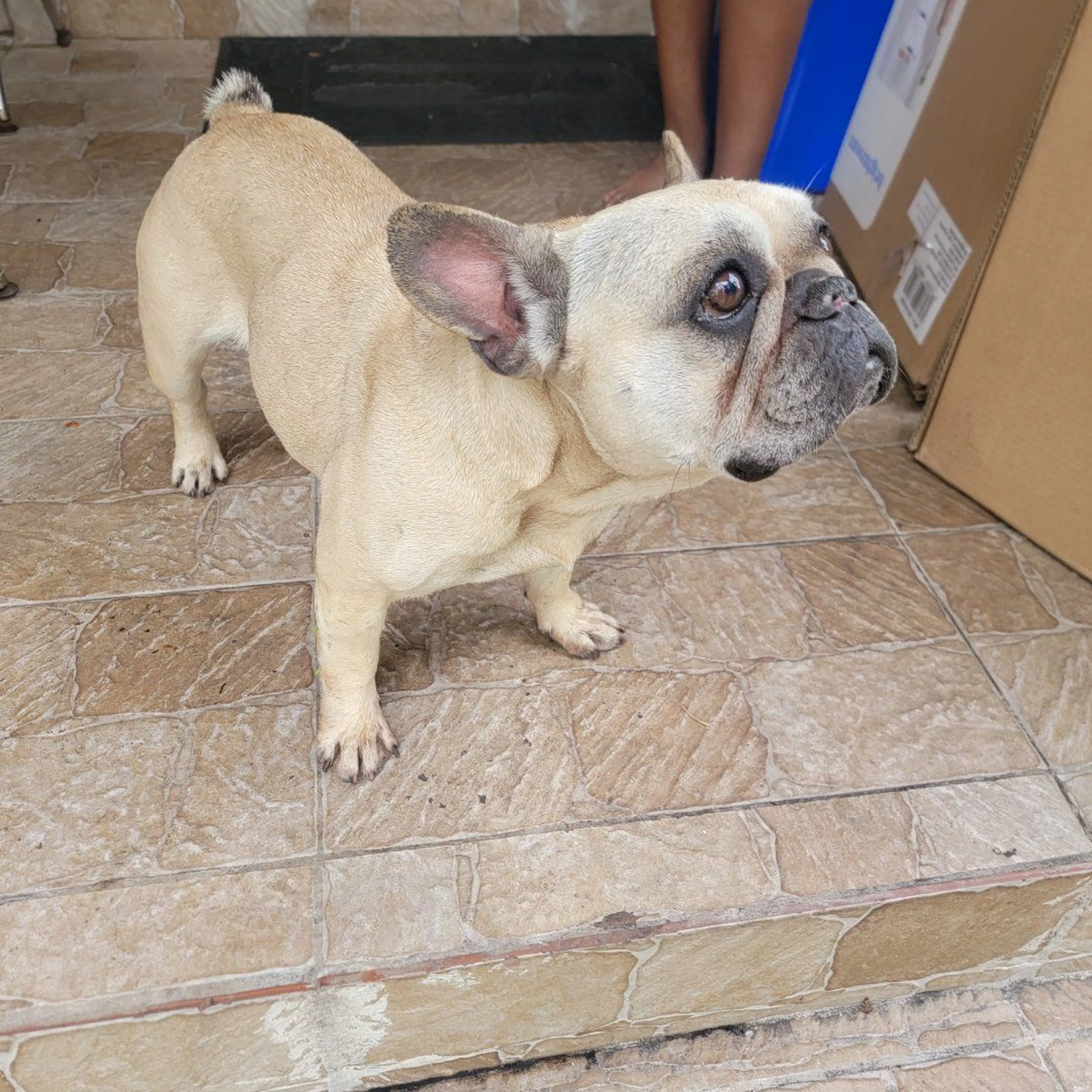 Lost pet