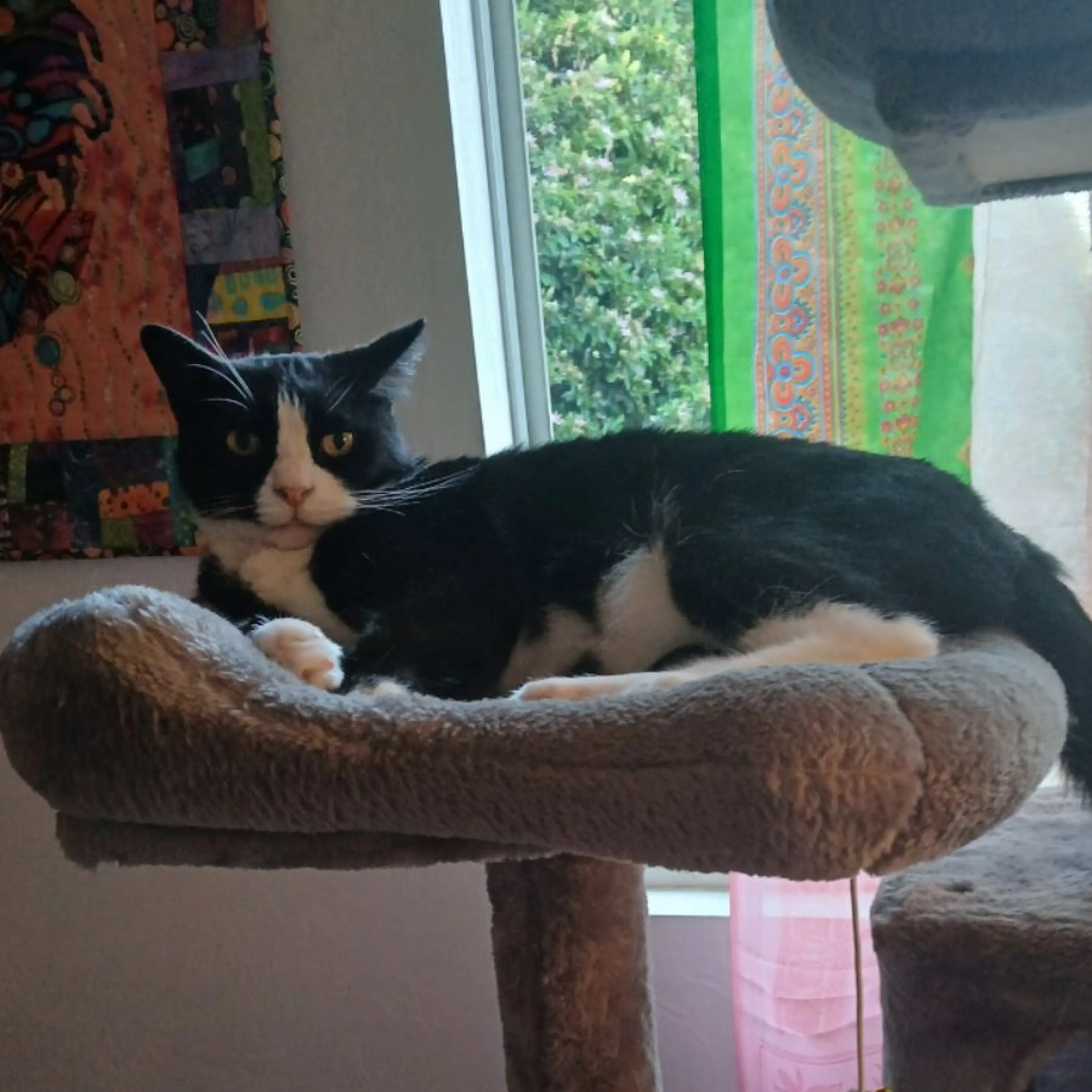 Lost pet