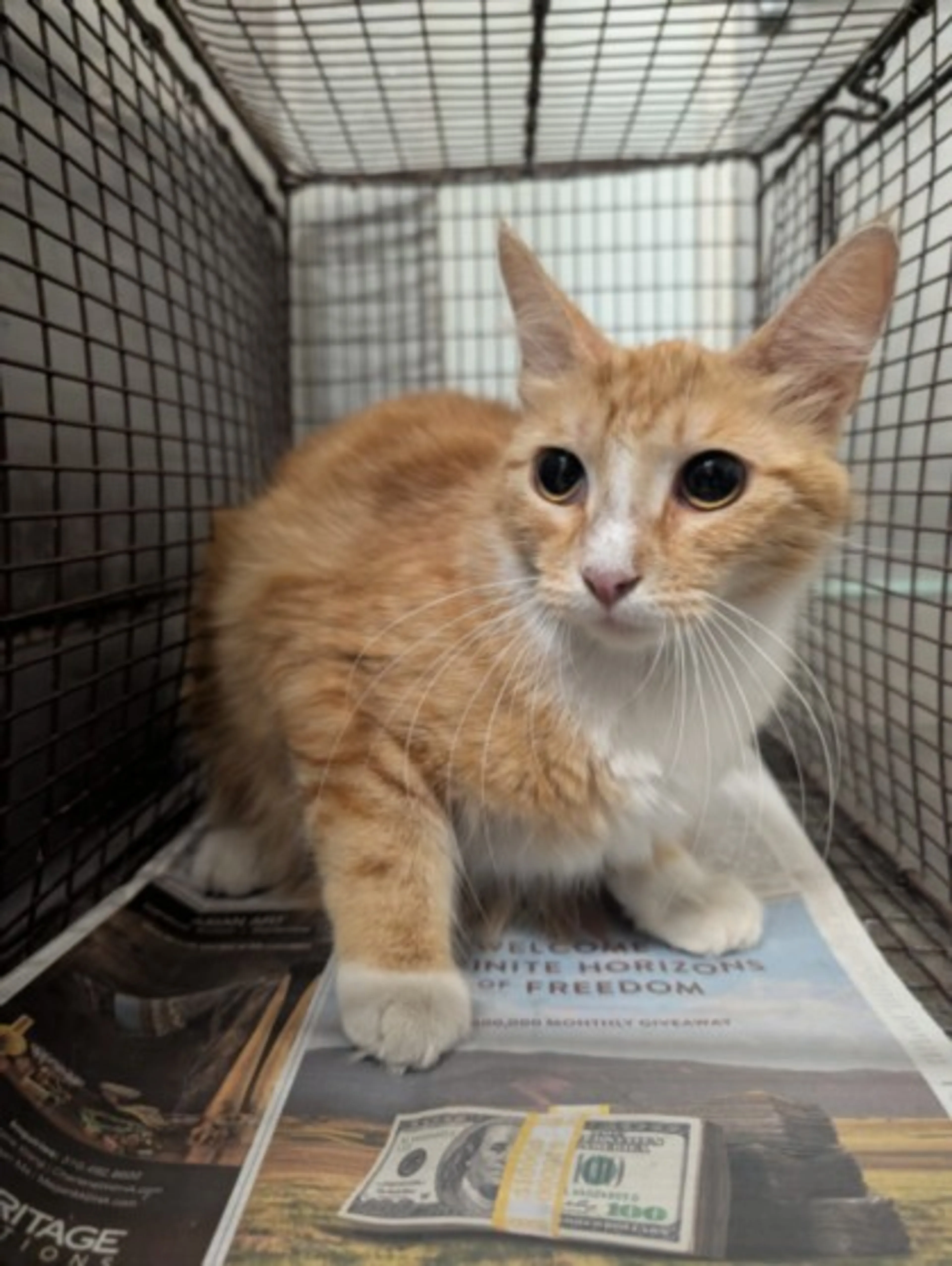 Found pet