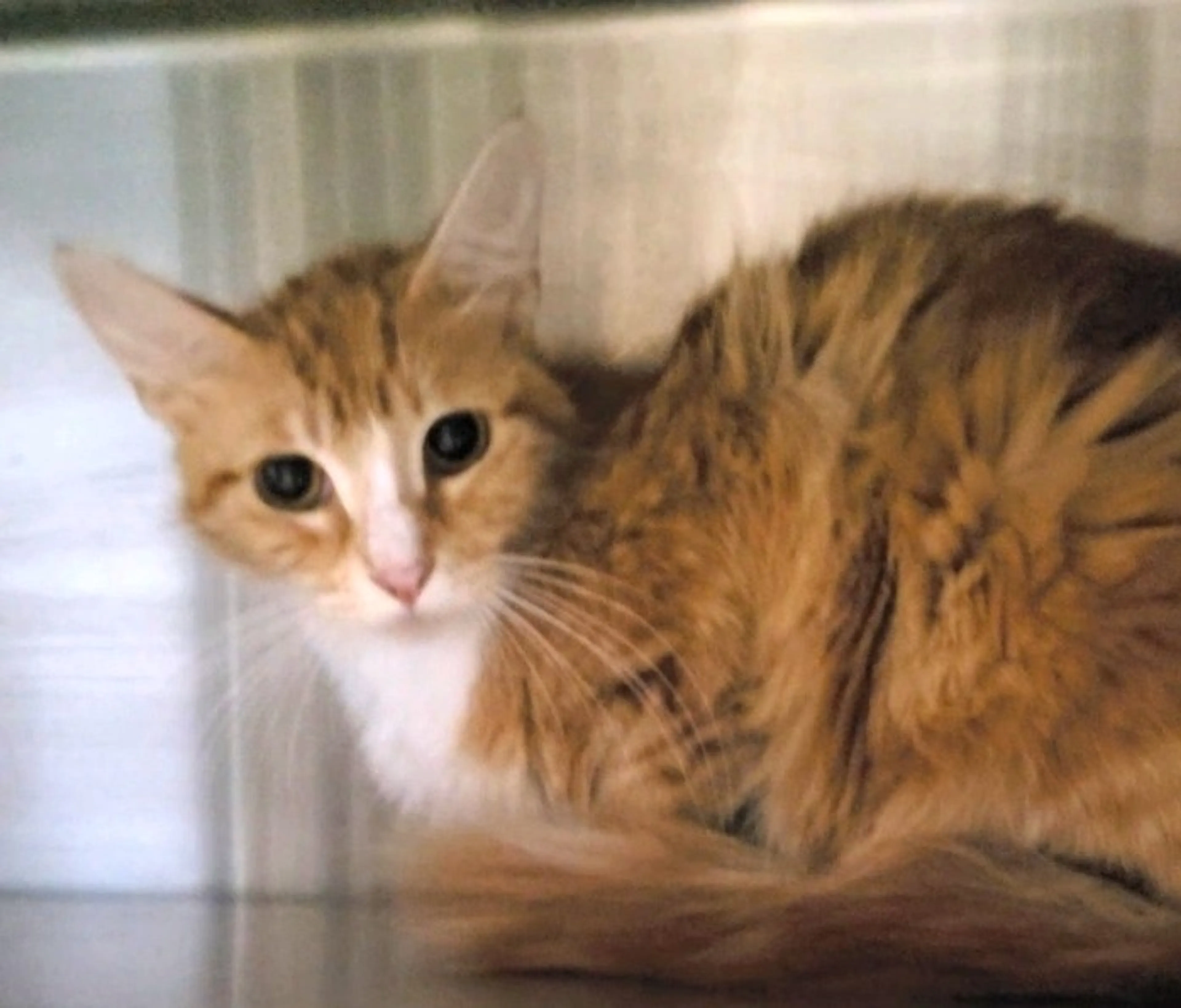 Found pet