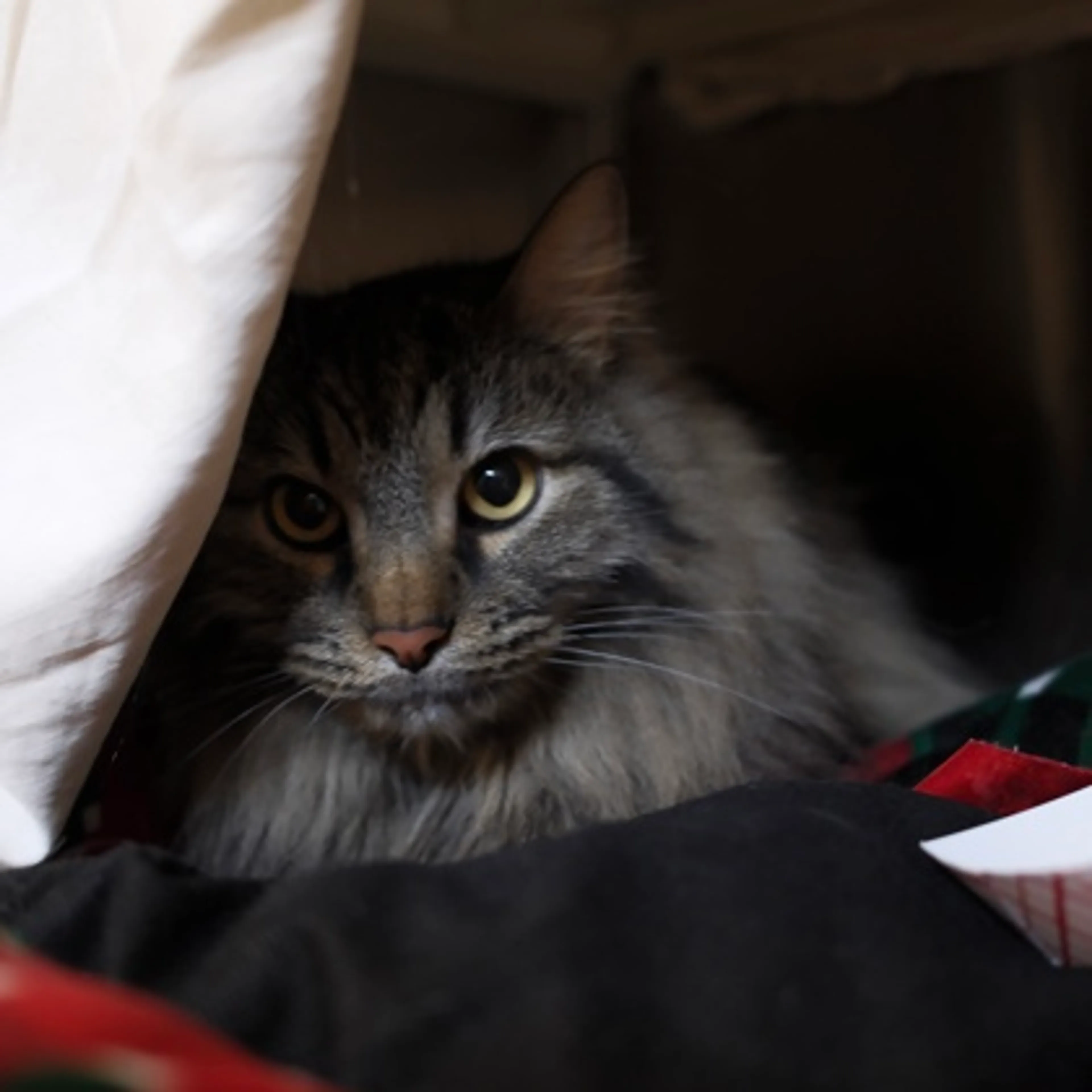 Found pet-1