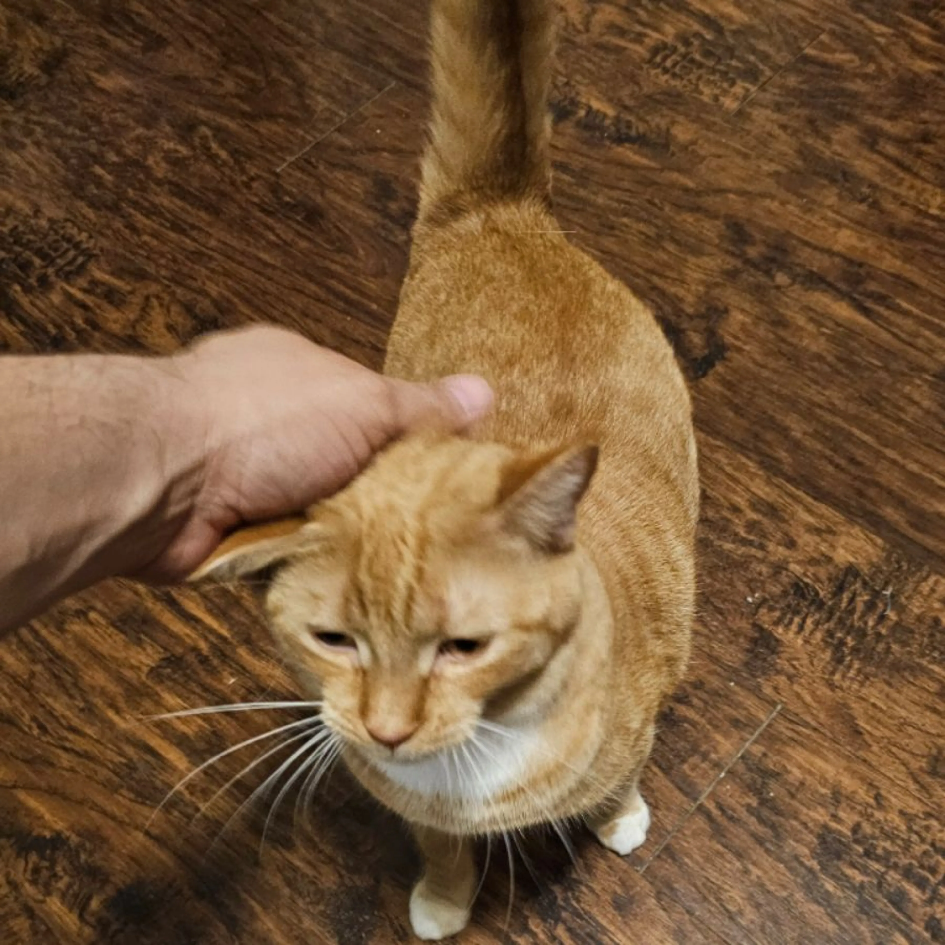 Lost pet