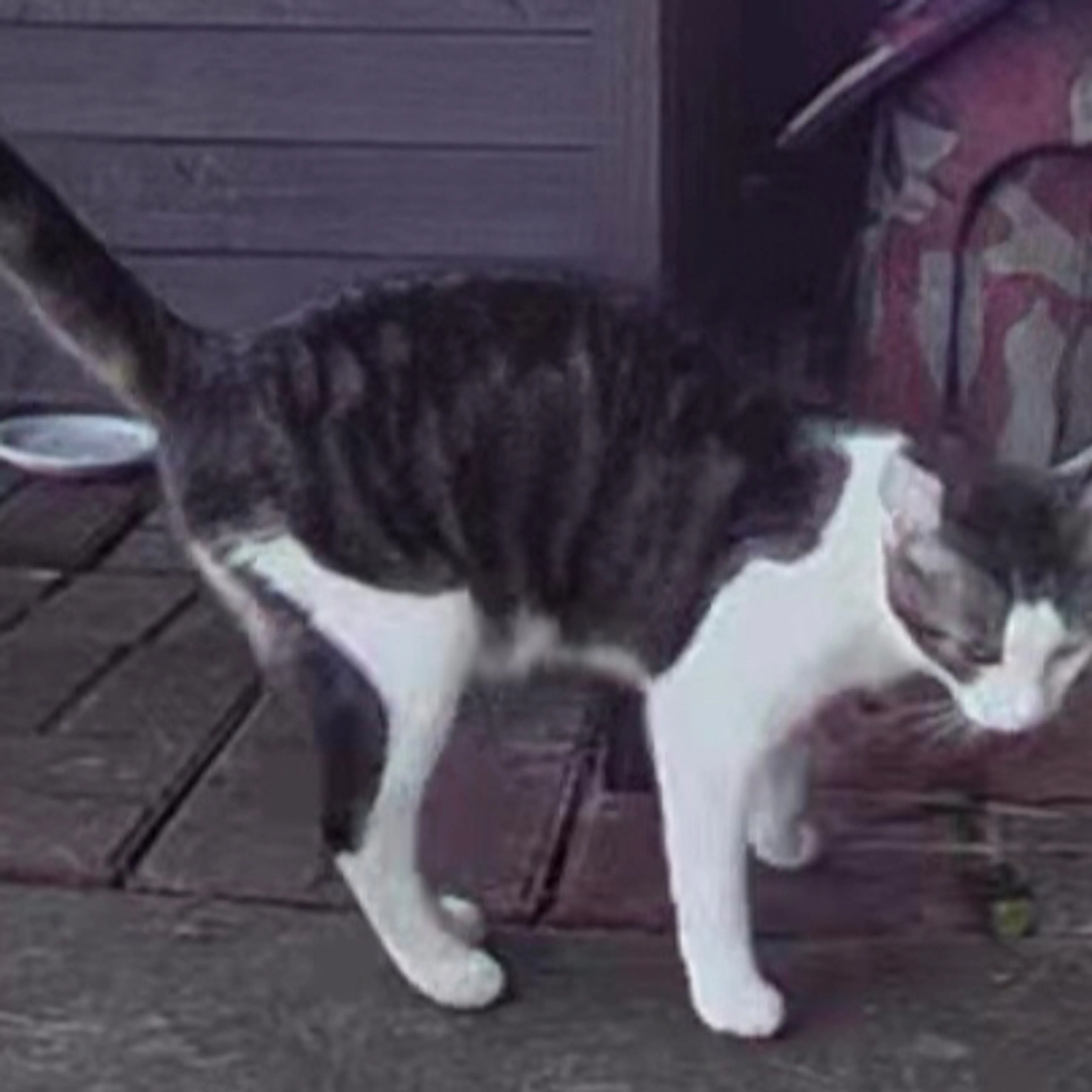 Lost pet-3