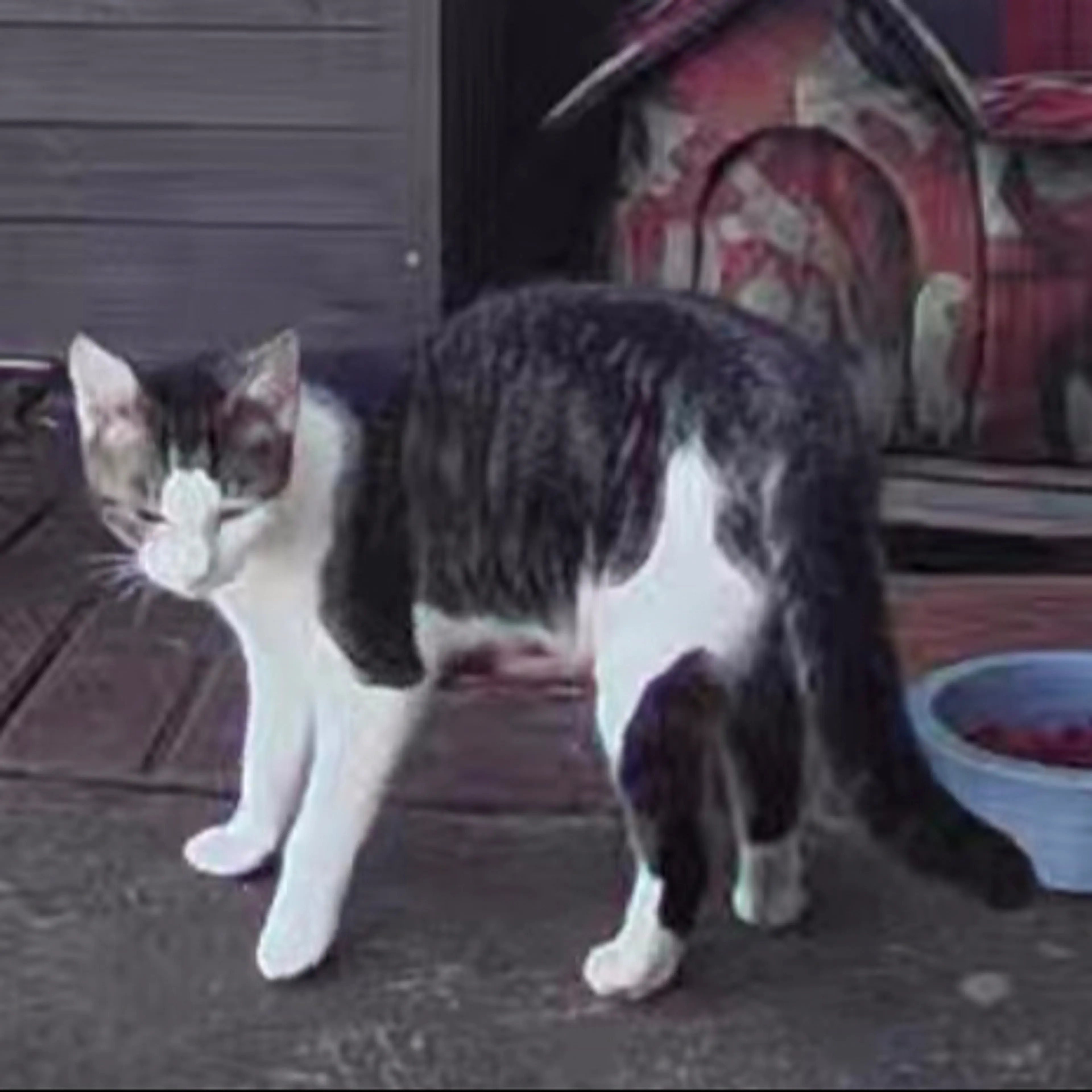 Lost pet-0