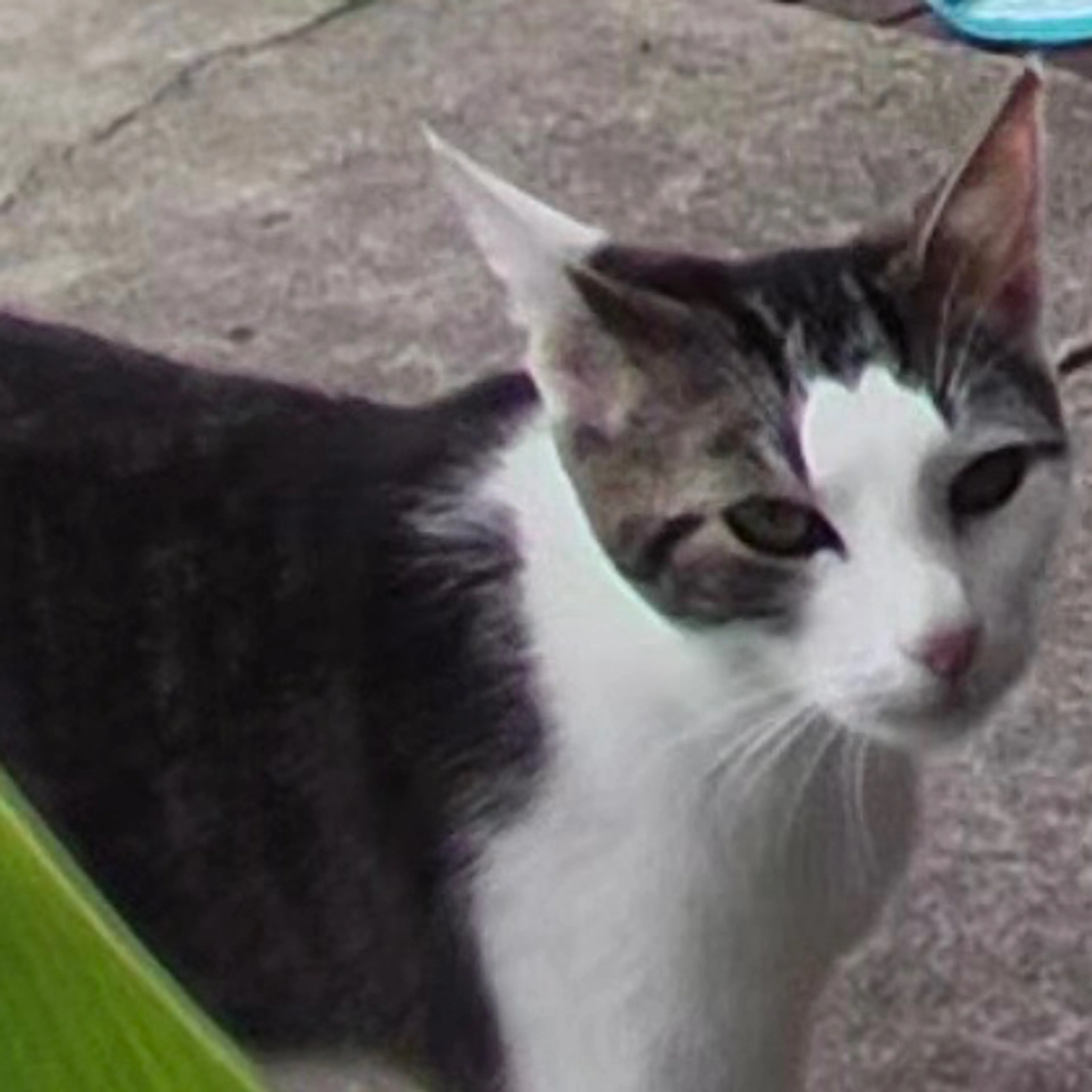Lost pet-2