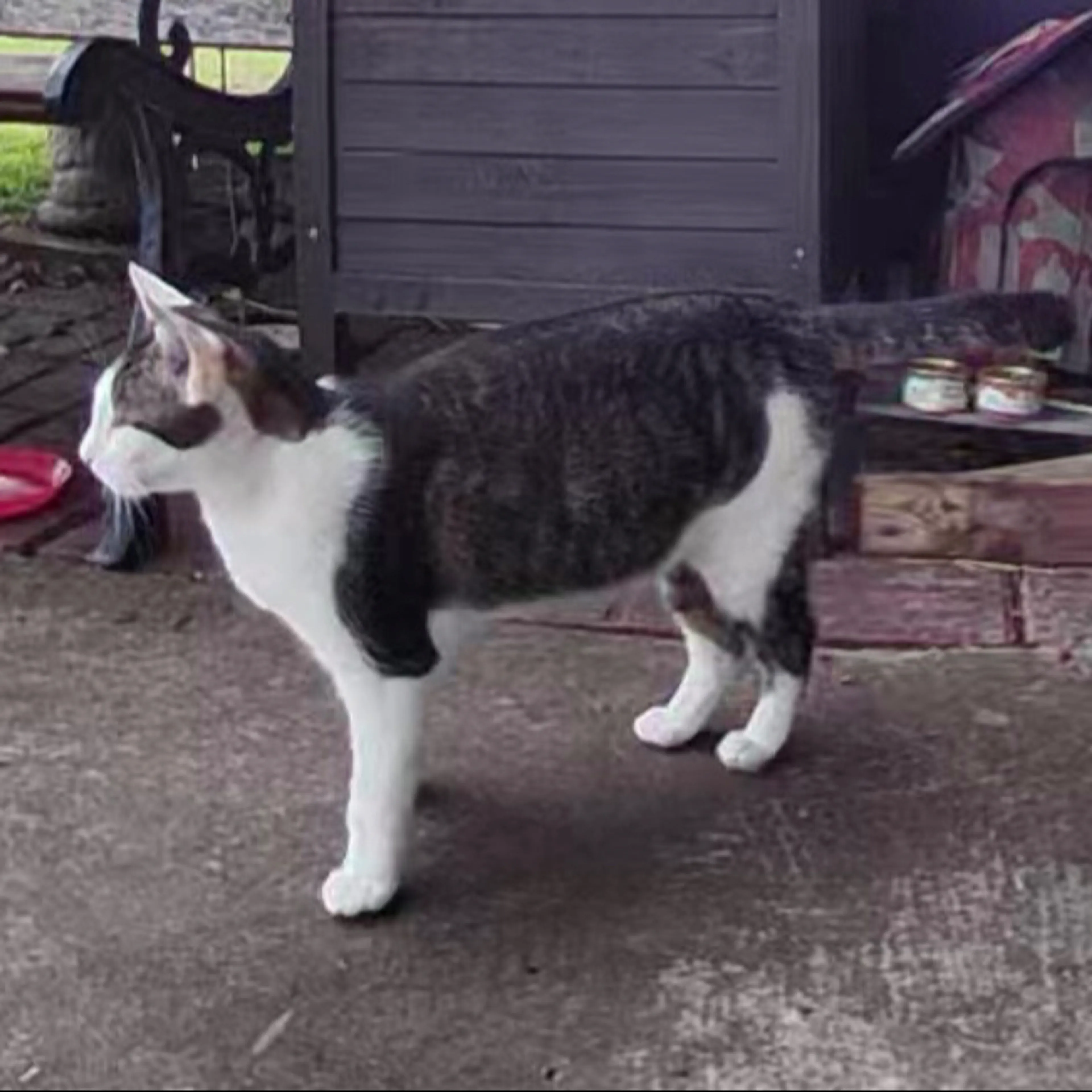 Lost pet-1