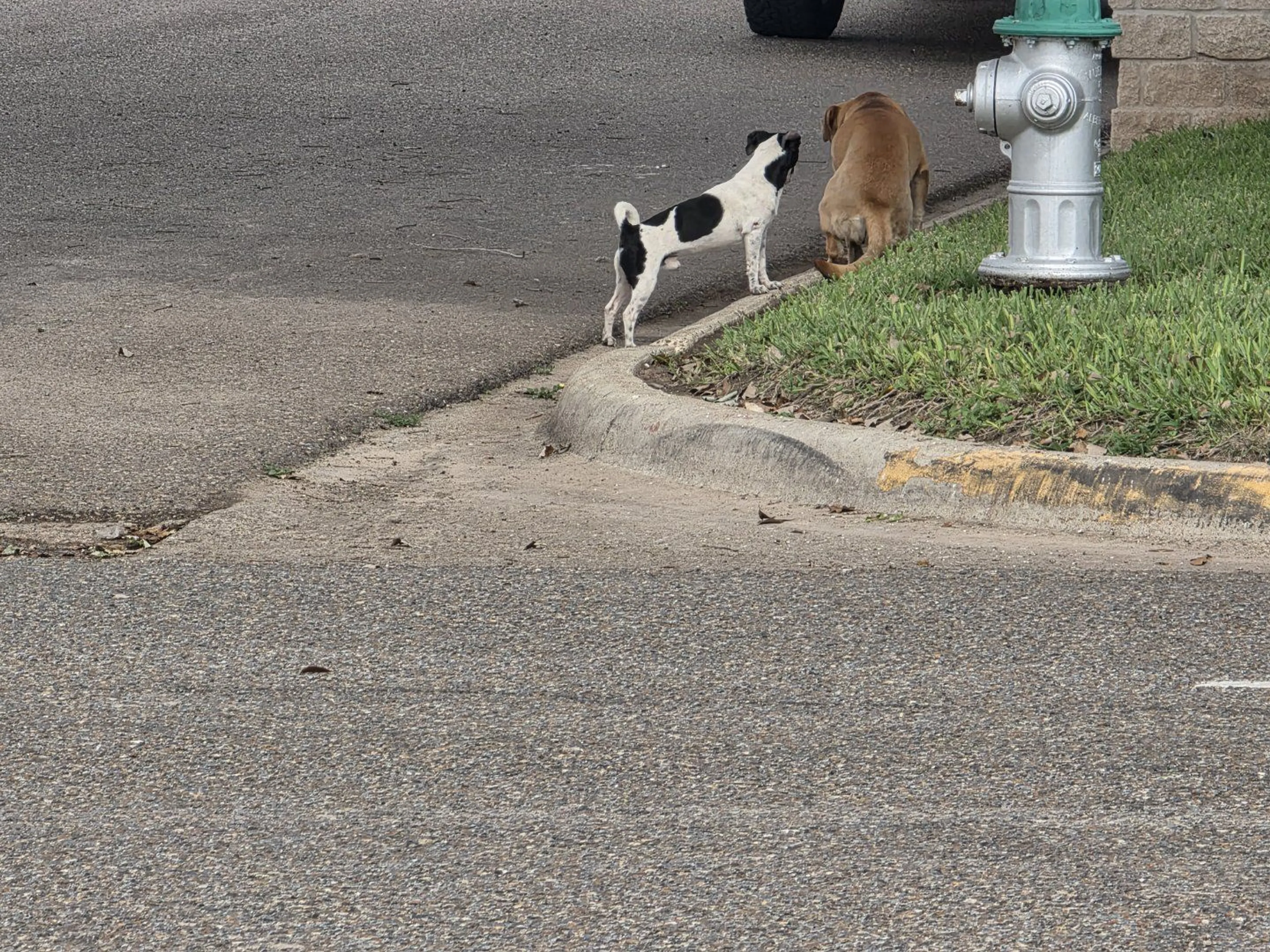 Lost pet