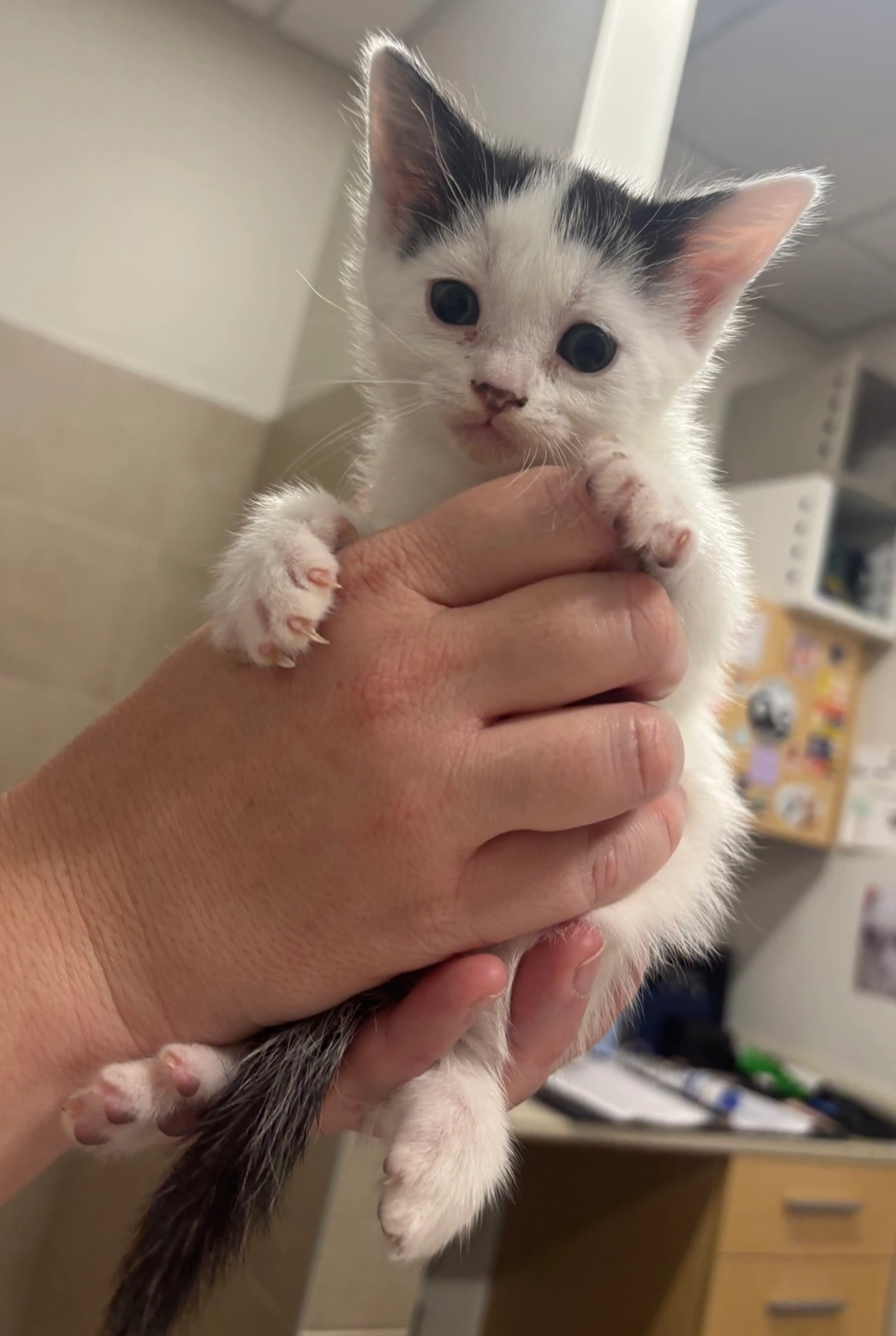 Found pet-0