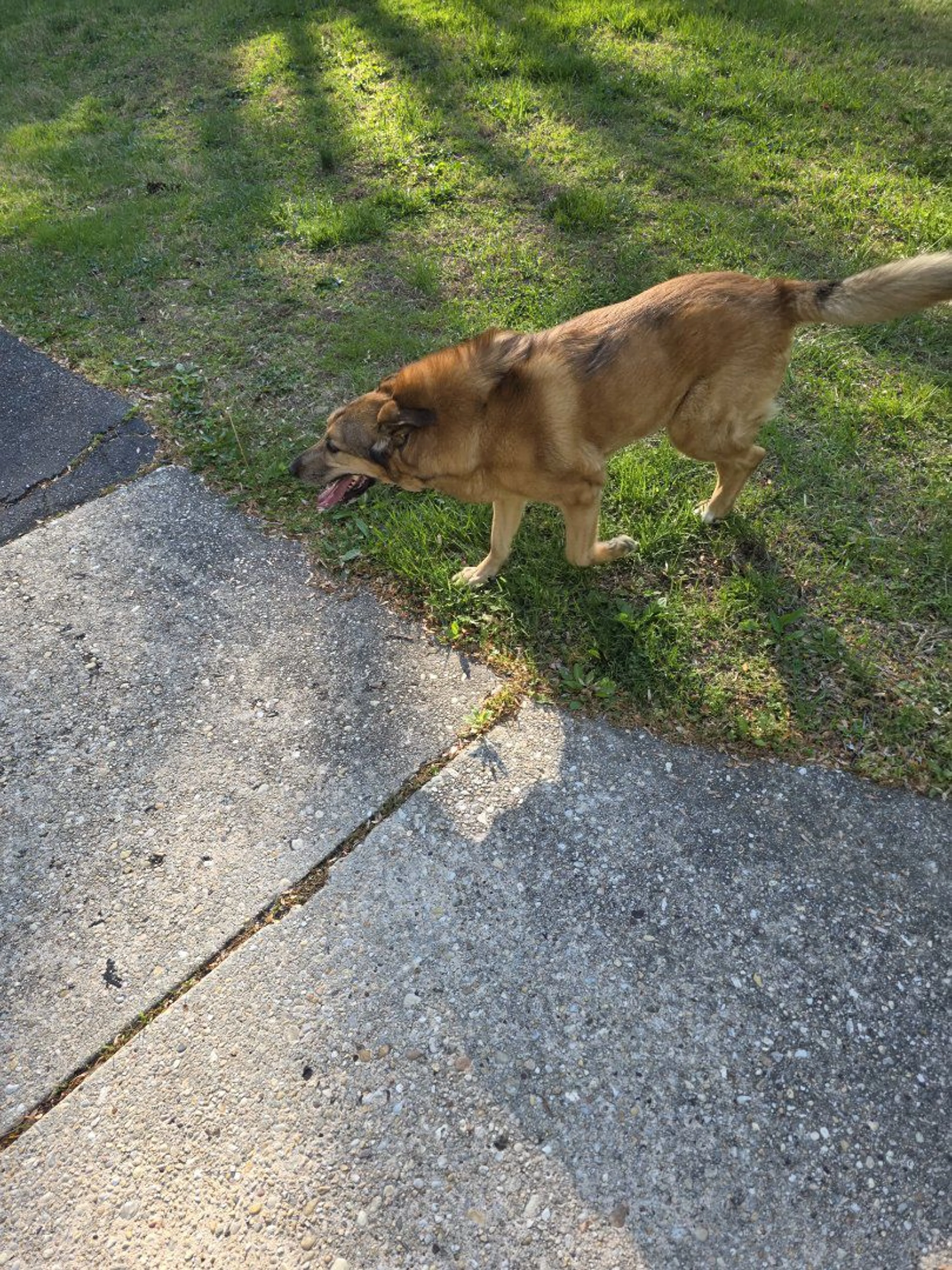 Lost pet-3