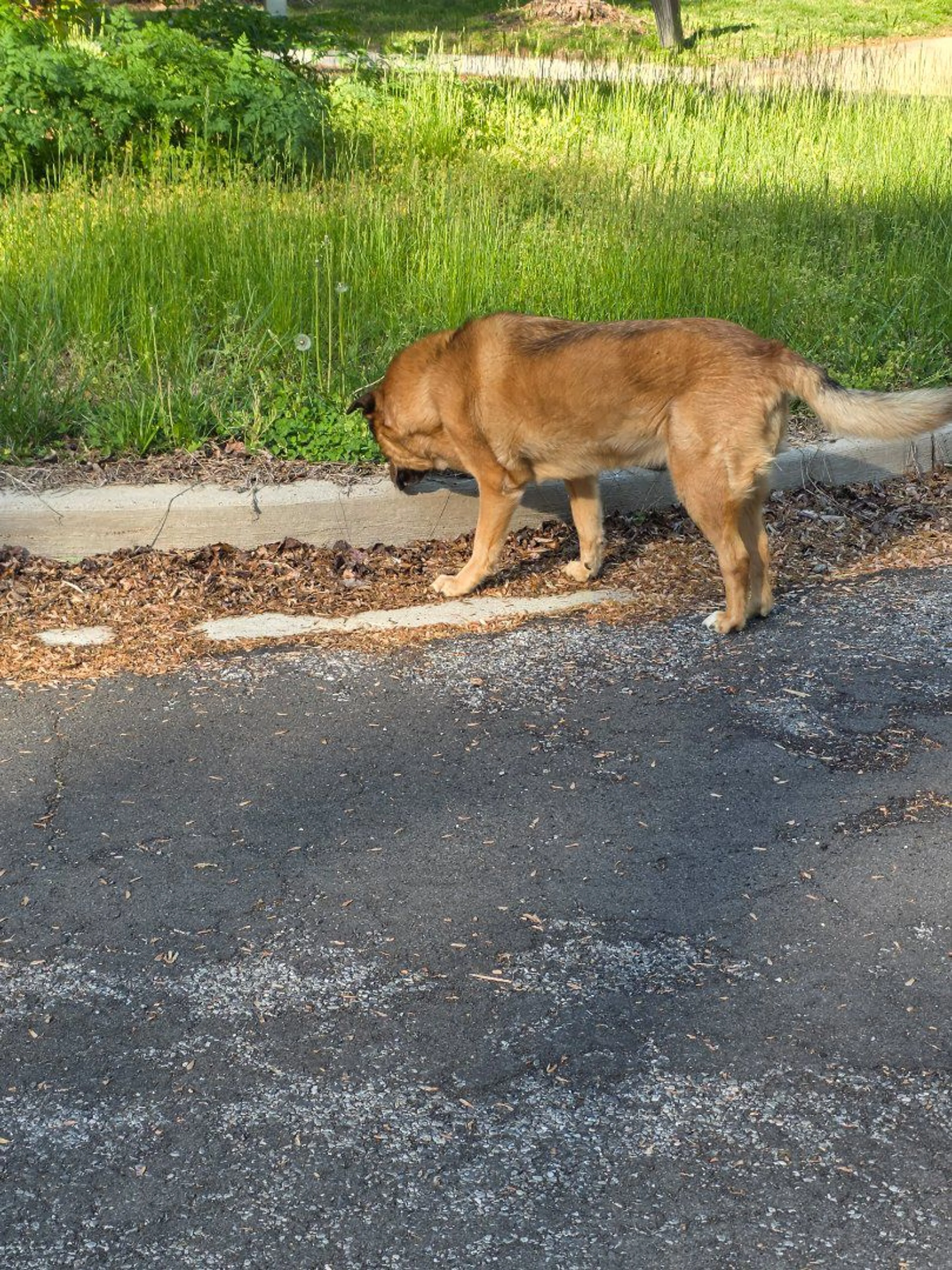 Lost pet-0
