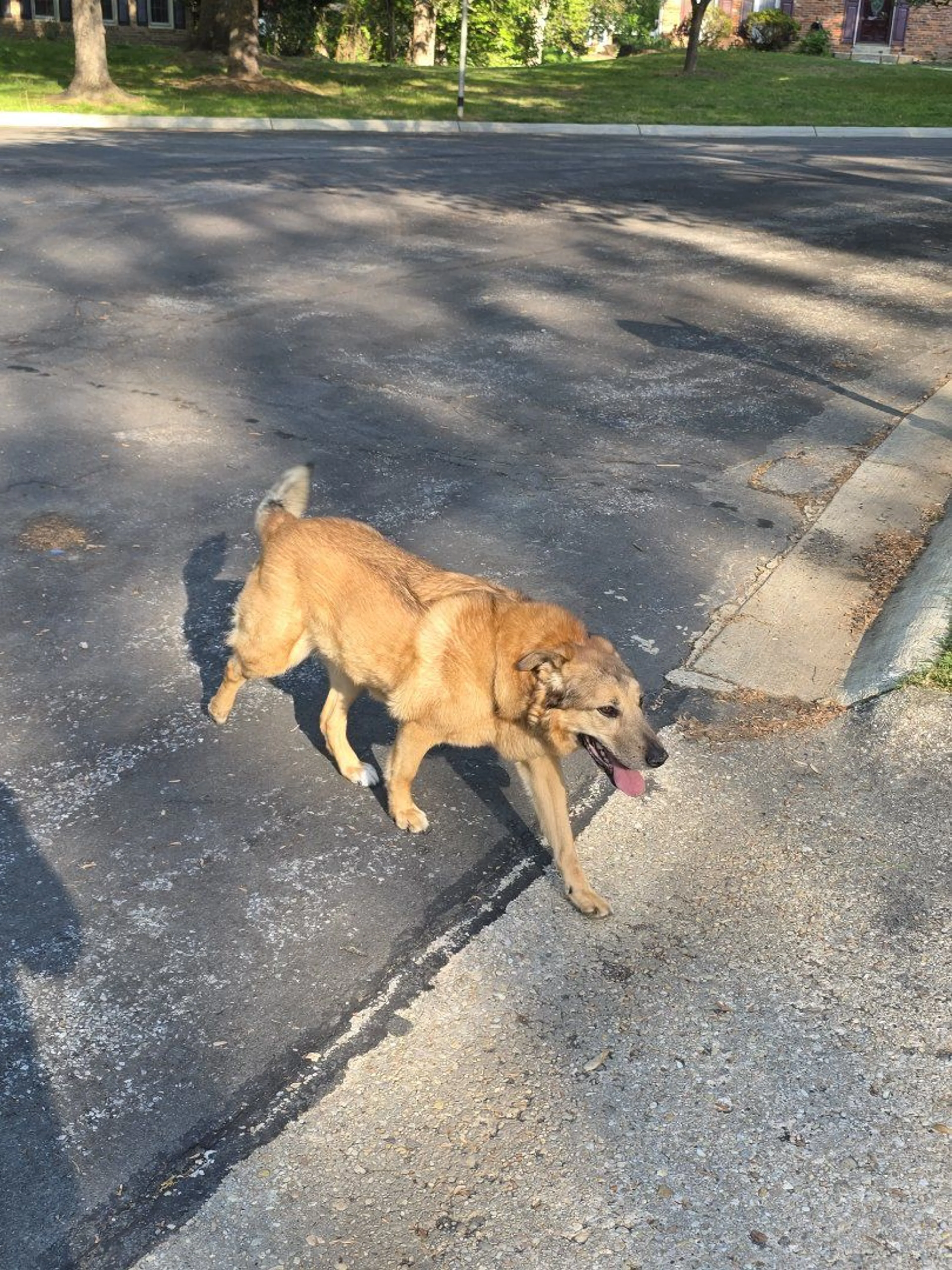 Lost pet-2