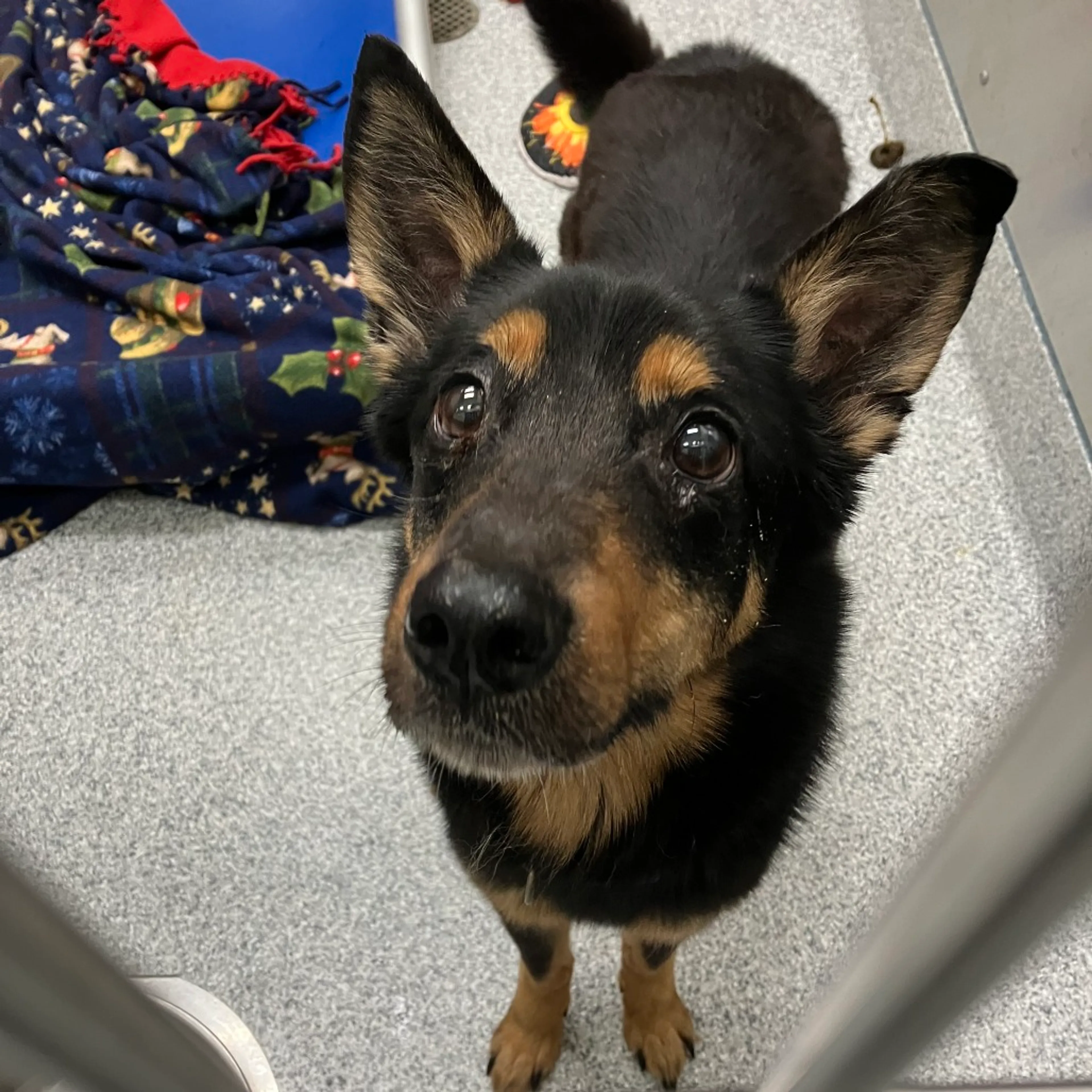 Found pet
