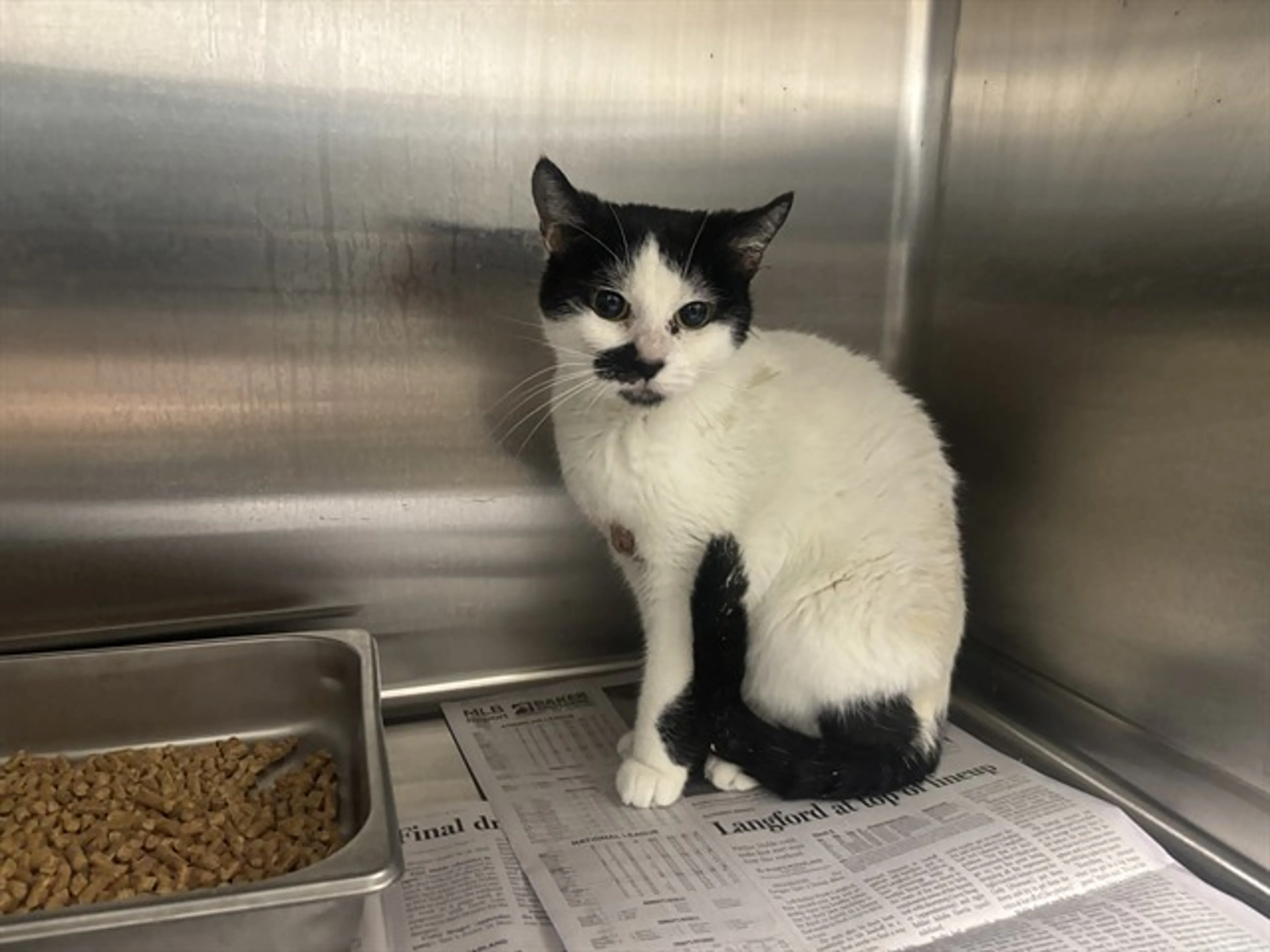 Found pet