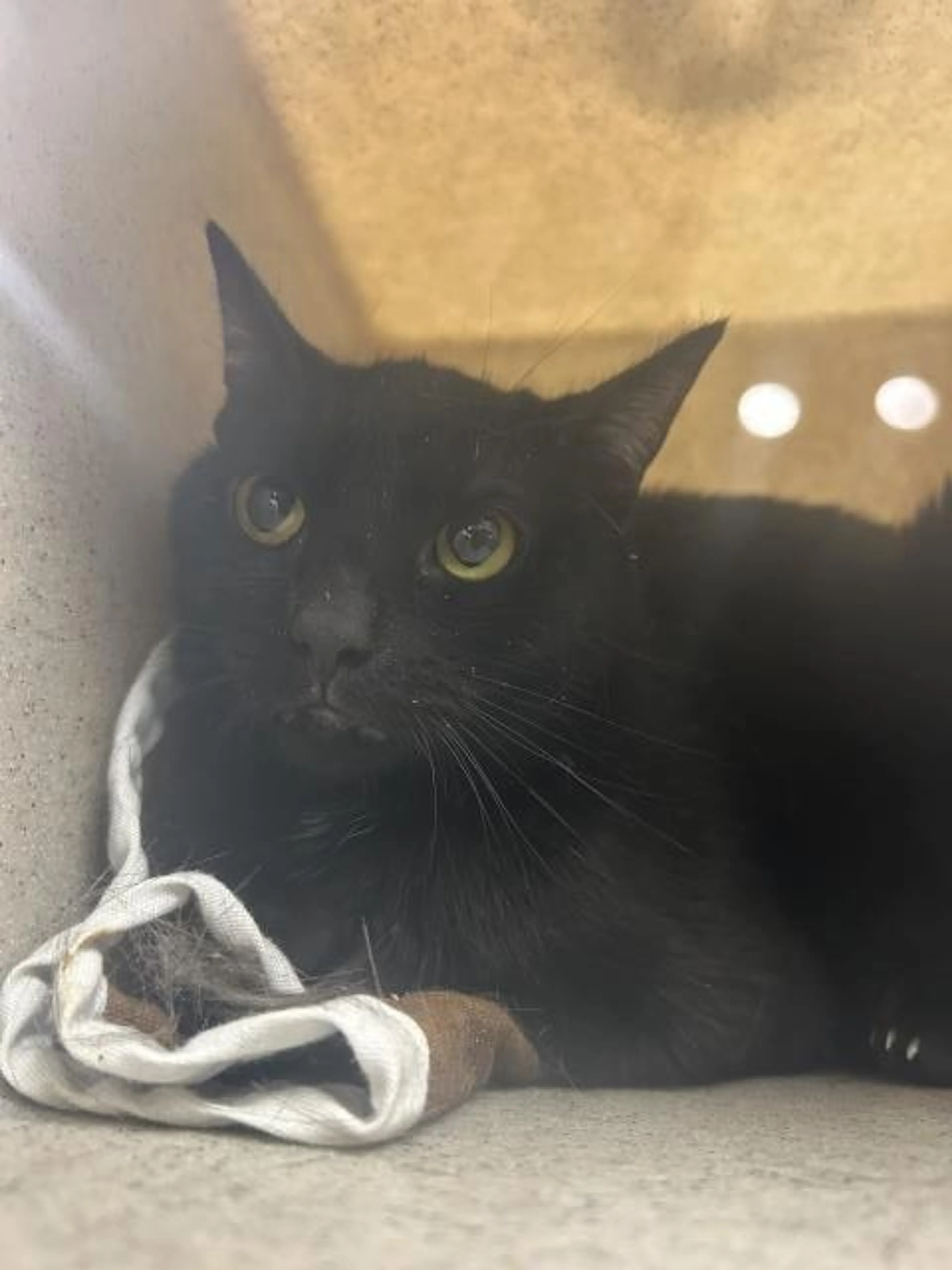 Found pet