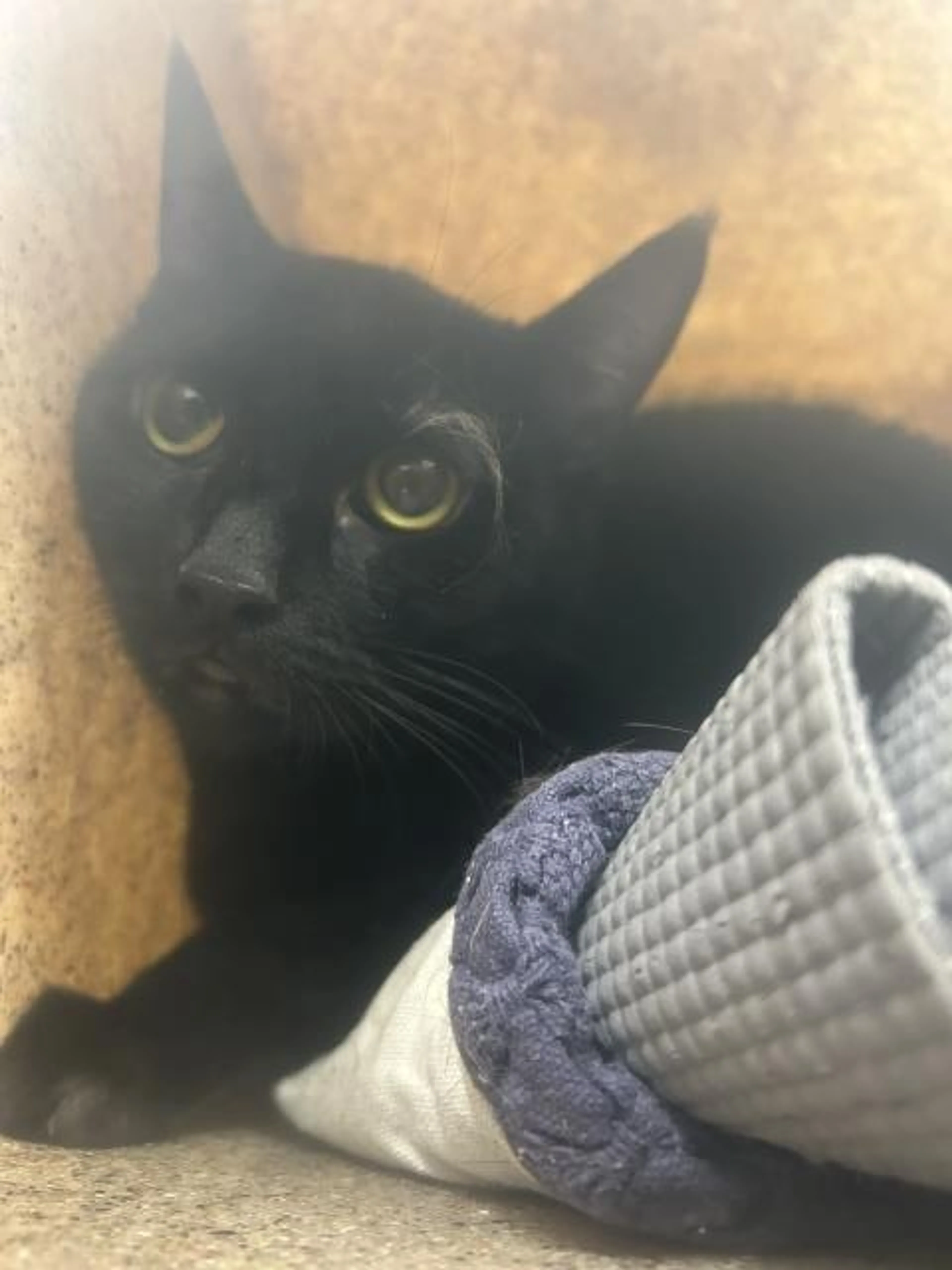 Found pet