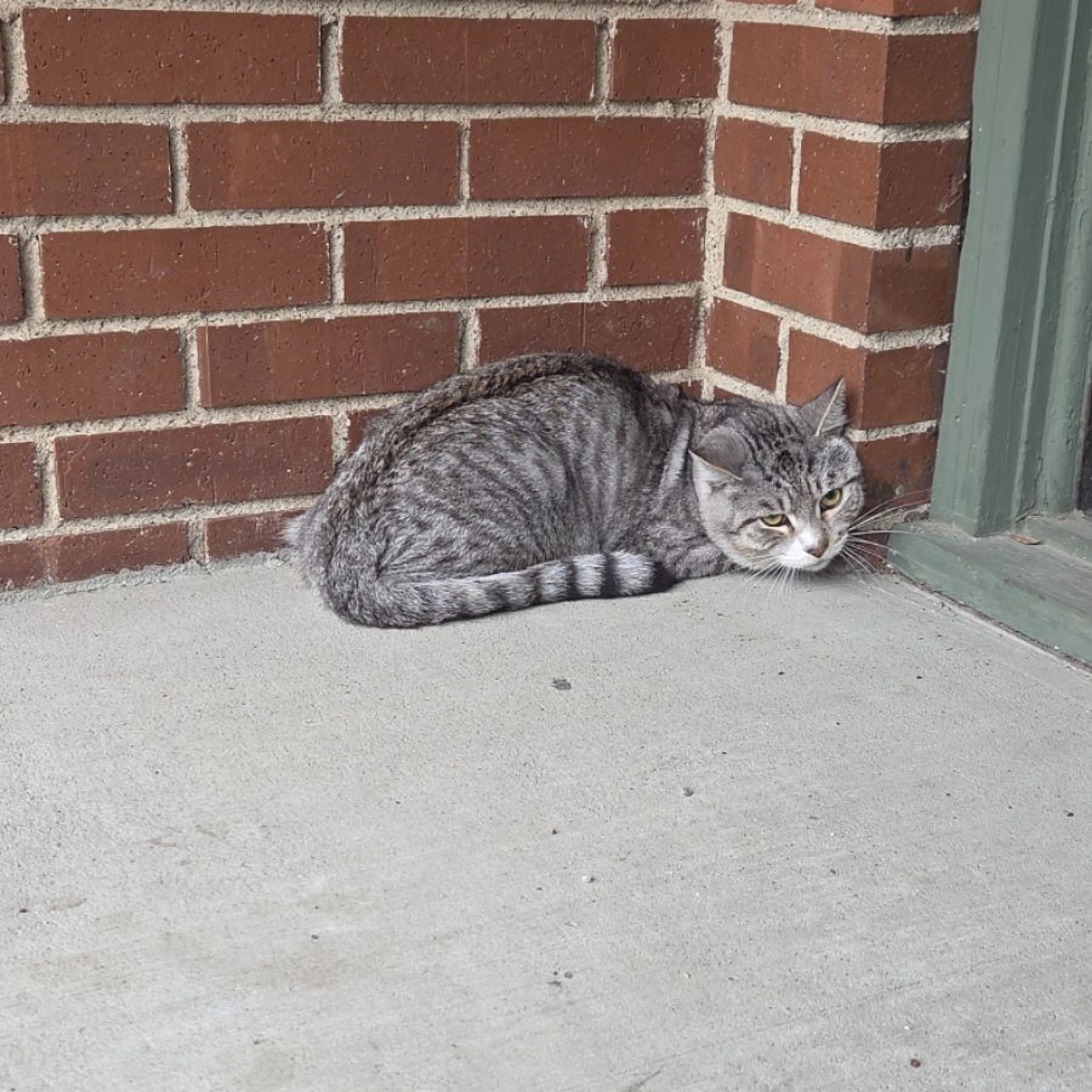 Found pet