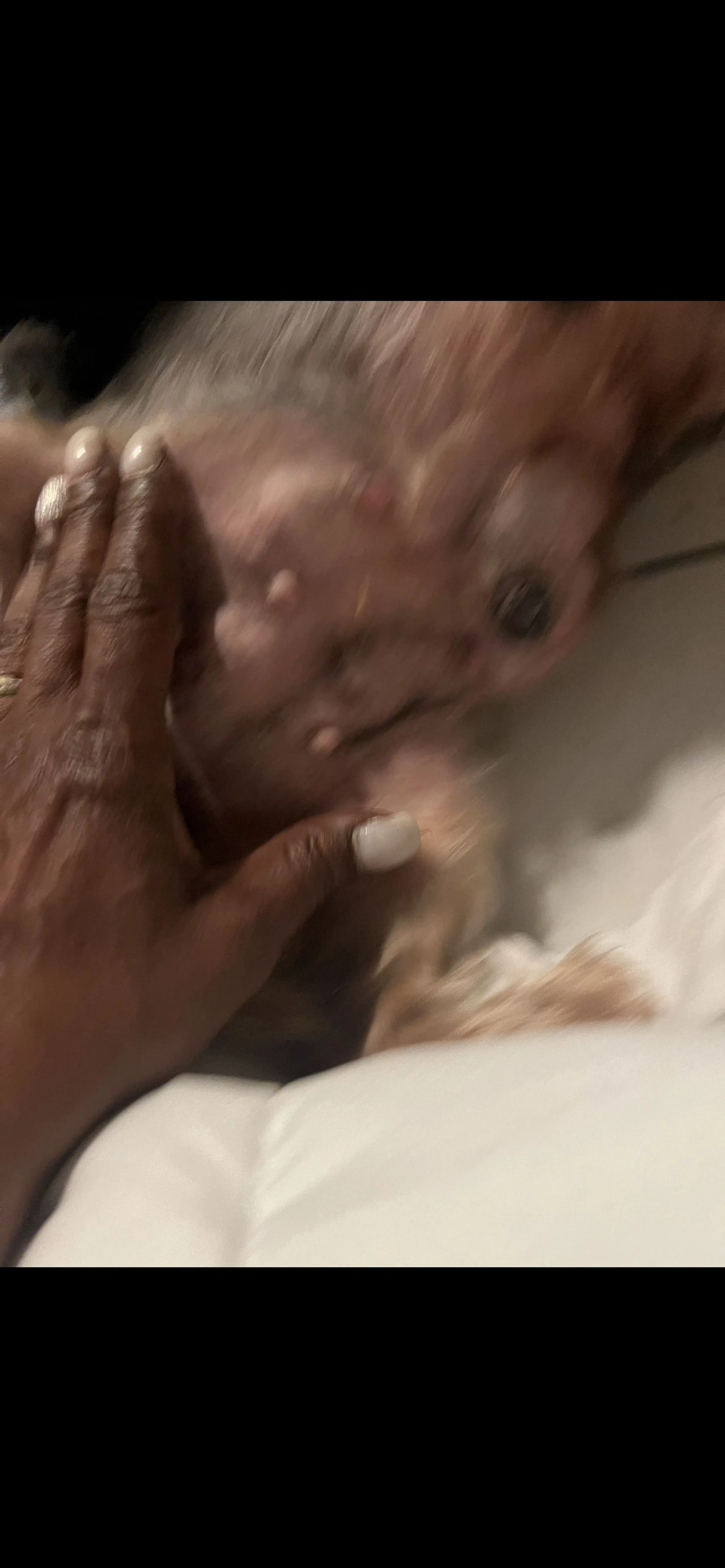 Lost pet-1