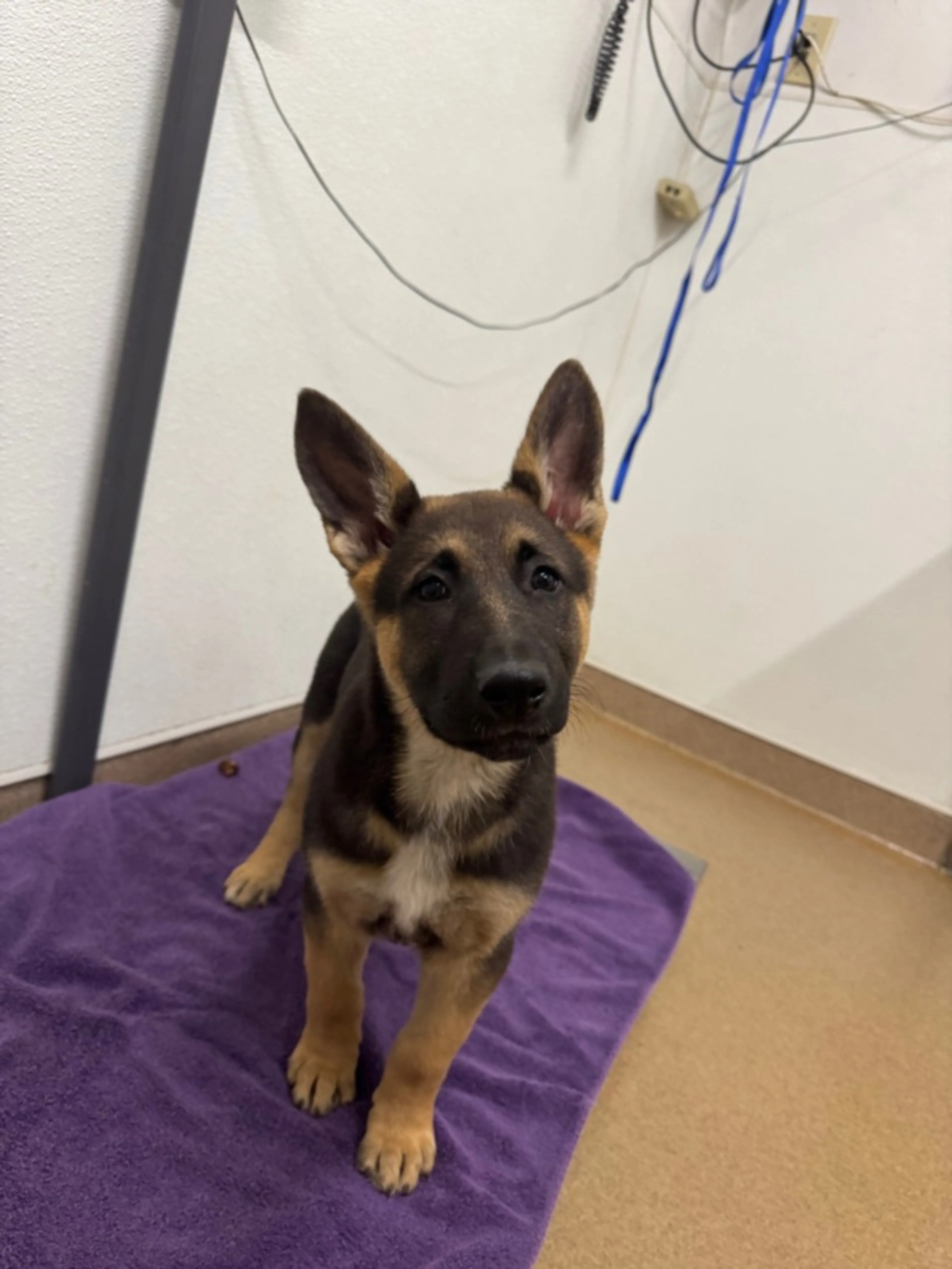Found pet